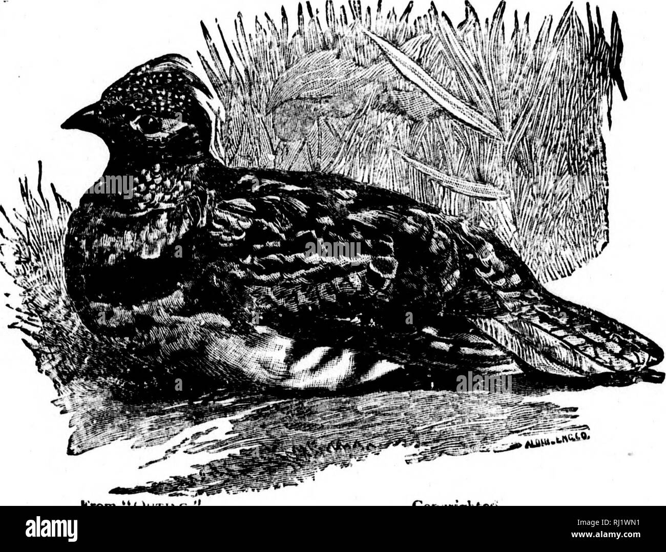 . Angeln und Schießen entlang der Linien von der Canadian Pacific Railway in den Provinzen Ontario, Quebec, British Columbia, die Wiesen und Berge der westlichen Kanada, das Maritime Provinzen ist der Bundesstaat Maine und in Neufundland [microform]. Angeln; Jagd; Pêche sportive; Chasse. Angeln und Schießen notiony flah, und während soine Tage, sie würden nicht an einen fetten, saftigen Tau Wurm schauen, an einem anderen Tag scheinen würde, Sie zu jedem anderen Köder zu bevorzugen. Live Minnows, jedoch sind die meisten tötung Köder, als allgemeine Regel, und Th^" e kann er in i-easonable (juantities am See. Wenn Stockfoto