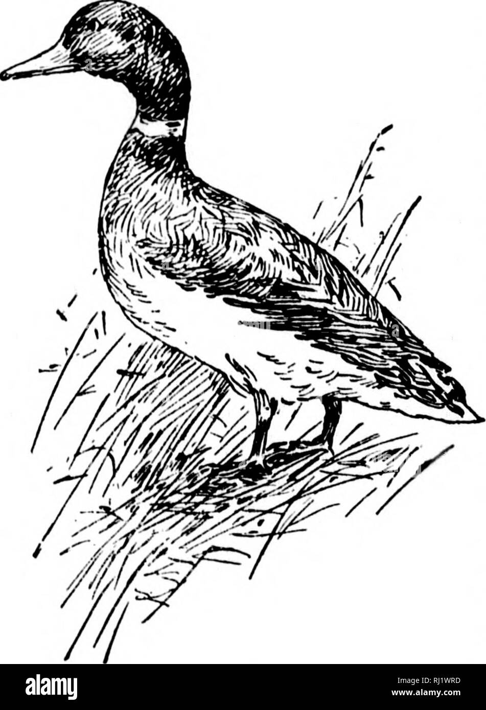 . Angeln und Schießen entlang der Linien von der Canadian Pacific Railway in den Provinzen Ontario, Quebec, British Columbia, die Wiesen und Berge der westlichen Kanada, das Maritime Provinzen ist der Bundesstaat Maine und in Neufundland [microform]. Angeln; Jagd; Pêche sportive; Chasse. Angeln und Schießen den Ottawa River und seine Nebenflüsse. Die transkontinentalen Linie der Canadian Pacific Railway, in deren Verlauf von Carleton Kreuzung zu Winnipeg, fährt für den grösseren Teil der Art und Weise, eine Region des Landes, die für sportliche Zwecke kaum von irgendetwas, das außerhalb des ma übertroffen werden. Stockfoto