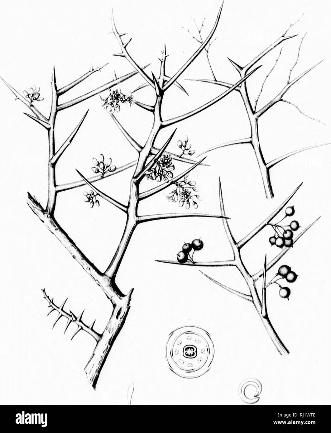 . Die Silva von Nordamerika [microform]: Eine Beschreibung der Bäume, die natürlich in Nordamerika exklusive von Mexiko wächst. Bäume; Bäume; Dicotyledons; Arbres; Arbres; Dicotylédones. i1: Li | r/&gt;. ^^; KOEbEHLlNlA: P!,,,. Bitte beachten Sie, dass diese Bilder sind von der gescannten Seite Bilder, die digital für die Lesbarkeit verbessert haben mögen - Färbung und Aussehen dieser Abbildungen können nicht perfekt dem Original ähneln. extrahiert. Sargent, Charles Sprague, 1841-1897; Faxon, Charles Edward, 1846-1918. Boston; New York: Houghton Mifflin, Stockfoto