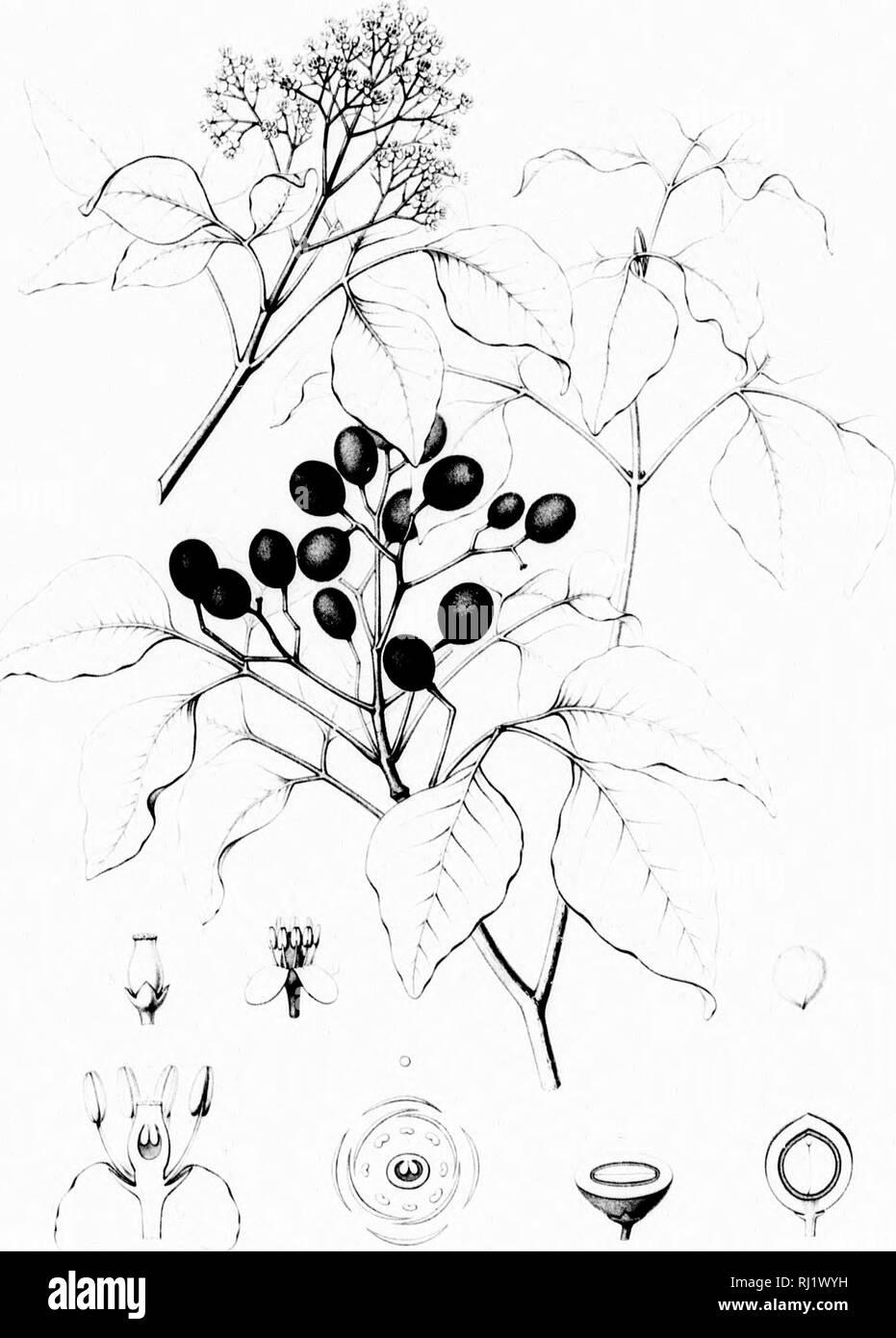 . Die Silva von Nordamerika [microform]: Eine Beschreibung der Bäume, die natürlich in Nordamerika exklusive von Mexiko wächst. Bäume; Bäume; Dicotyledons; Arbres; Arbres; Dicotylédones. I. AMYRiS MAKITIMA,. Bitte beachten Sie, dass diese Bilder sind von der gescannten Seite Bilder, die digital für die Lesbarkeit verbessert haben mögen - Färbung und Aussehen dieser Abbildungen können nicht perfekt dem Original ähneln. extrahiert. Sargent, Charles Sprague, 1841-1897; Faxon, Charles Edward, 1846-1918. Boston; New York: Houghton Mifflin, Stockfoto