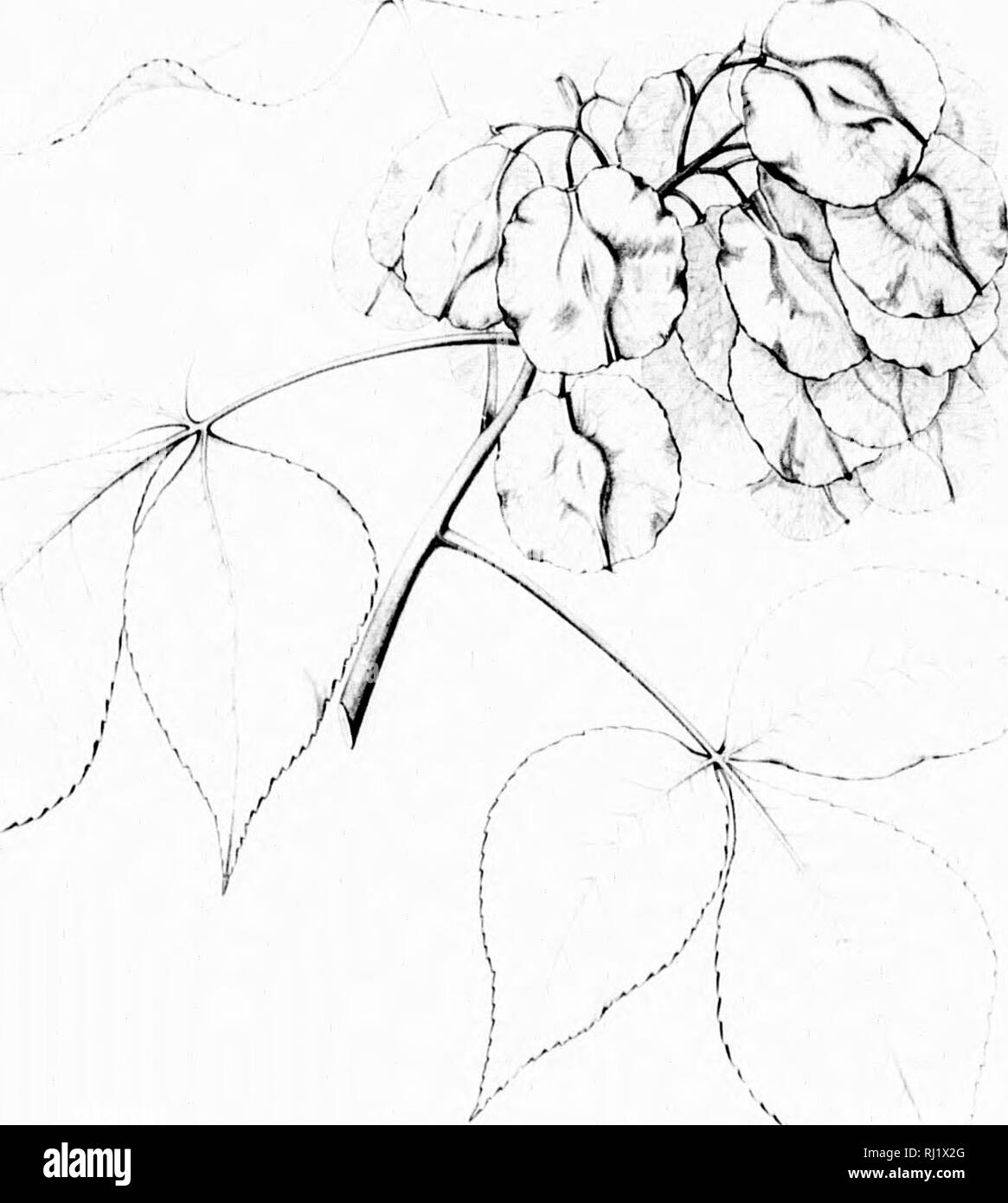 . Die Silva von Nordamerika [microform]: Eine Beschreibung der Bäume, die natürlich in Nordamerika exklusive von Mexiko wächst. Bäume; Bäume; Dicotyledons; Arbres; Arbres; DicotylÃ © dones. Â ^J! 1 / 1 I/. Ich^t "^V^.^ i&gt;:., ^^f PTELFA DREIBLÄTTRIGE,. Bitte beachten Sie, dass diese Bilder sind von der gescannten Seite Bilder, die digital für die Lesbarkeit verbessert haben mögen - Färbung und Aussehen dieser Abbildungen können nicht perfekt dem Original ähneln. extrahiert. Sargent, Charles Sprague, 1841-1897; Faxon, Charles Edward, 1846-1918. Boston; New York: Houghton Mifflin, Stockfoto