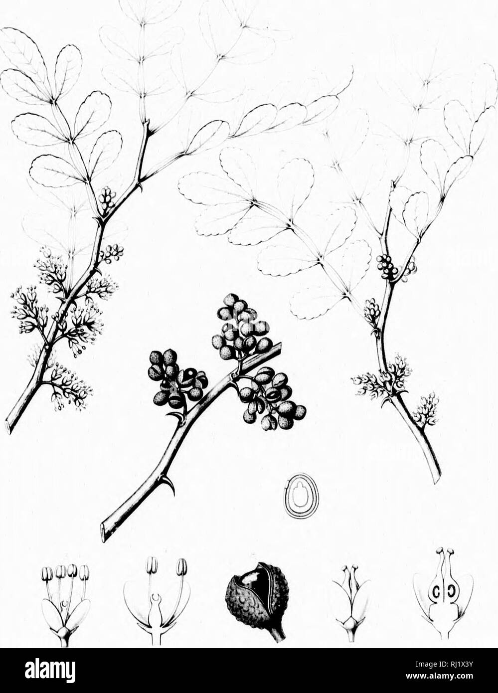 . Die Silva von Nordamerika [microform]: Eine Beschreibung der Bäume, die natürlich in Nordamerika exklusive von Mexiko wächst. Bäume; Bäume; Dicotyledons; Arbres; Arbres; DicotylÃ © dones. "Ich â¢â). Ich**)" J I 1 XANTHOXYLUM FAGARA. Bitte beachten Sie, dass diese Bilder sind von der gescannten Seite Bilder, die digital für die Lesbarkeit verbessert haben mögen - Färbung und Aussehen dieser Abbildungen können nicht perfekt dem Original ähneln. extrahiert. Sargent, Charles Sprague, 1841-1897; Faxon, Charles Edward, 1846-1918. Boston; New York: Houghton Mifflin, Stockfoto