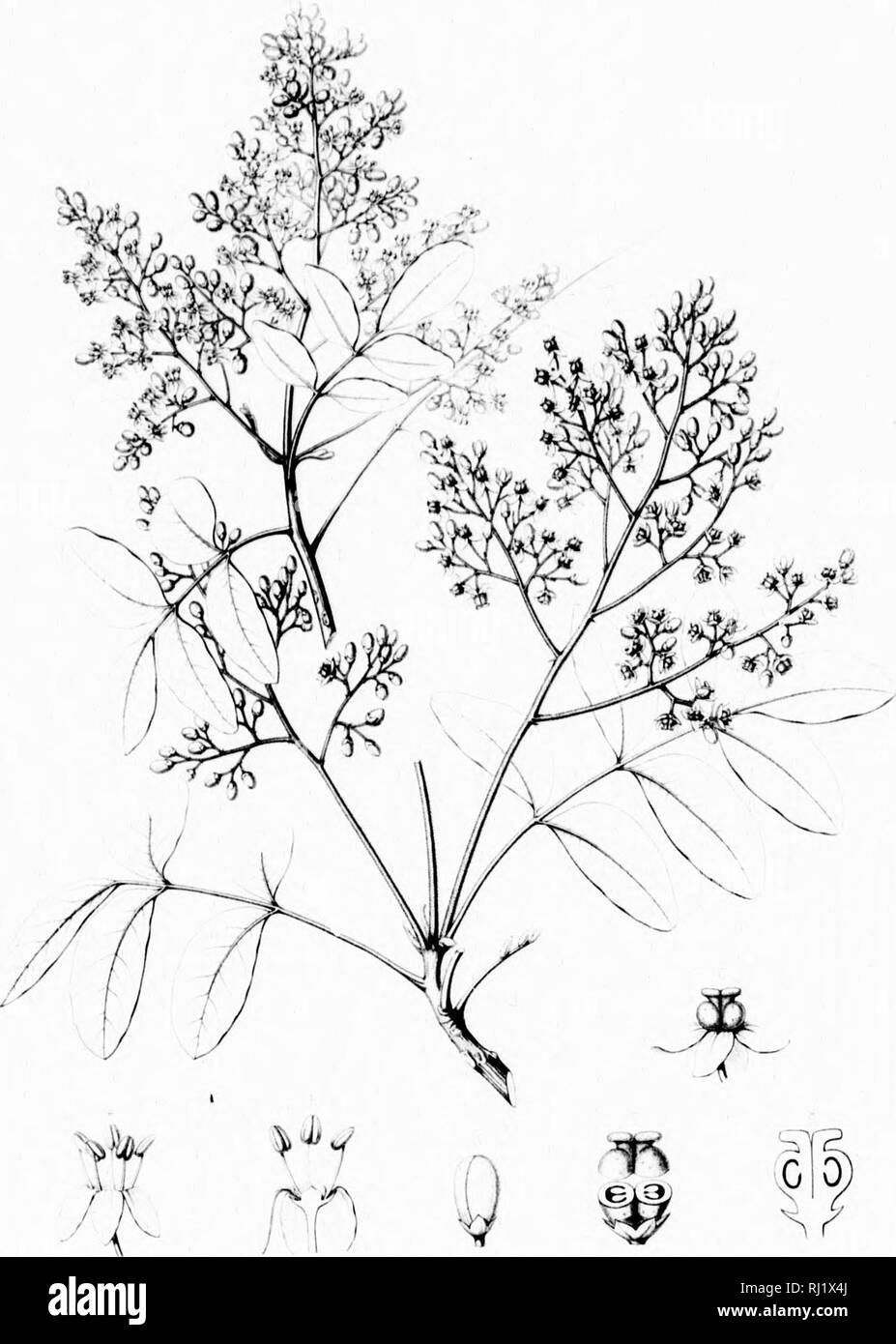 . Die Silva von Nordamerika [microform]: Eine Beschreibung der Bäume, die natürlich in Nordamerika exklusive von Mexiko wächst. Bäume; Bäume; Dicotyledons; Arbres; Arbres; DicotylÃ © dones. X EIN T110 X^1 i' M C RIE R0S U M Bitte beachten Sie, dass diese Bilder sind von der gescannten Seite Bilder, die digital für die Lesbarkeit verbessert haben mögen - Färbung und Aussehen dieser Abbildungen können nicht perfekt dem Original ähneln. extrahiert. Sargent, Charles Sprague, 1841-1897; Faxon, Charles Edward, 1846-1918. Boston; New York: Houghton Mifflin, Stockfoto