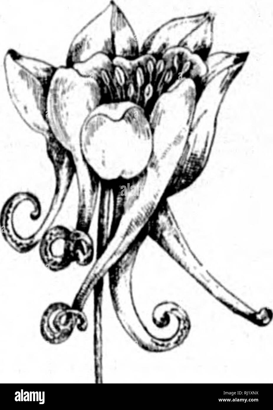 . Wilde Blumen von Kanada [microform]. Wilde Blumen; Blüten; Botanik; Fleurs sauvages; Fleurs; Botanique. Mit vier, fünf xltavnl hporu.hu lange ippKJveil testeil und.. In llowers, viel, dass Ala den ersten Blick aus wie Leerlauf Dekoration, auf Ich Verlierer Kontrolle offenbart sich als Service in Dis-Gewand. Bei der Durchdringung thc'-e Verkleidungen und viele mehr von anderen Phasen, die Schüler von llowers beschäftigt sich erfreut er liebt, auch an Detec. l Die cousinship von Pflanzen durch alle (liange des Kleides und der Gewohnheit wegen ihrer Aufzucht unter stark Dill 'ereiit Himmel und nähren, zu Ihren umgeben von Sir. m Stockfoto