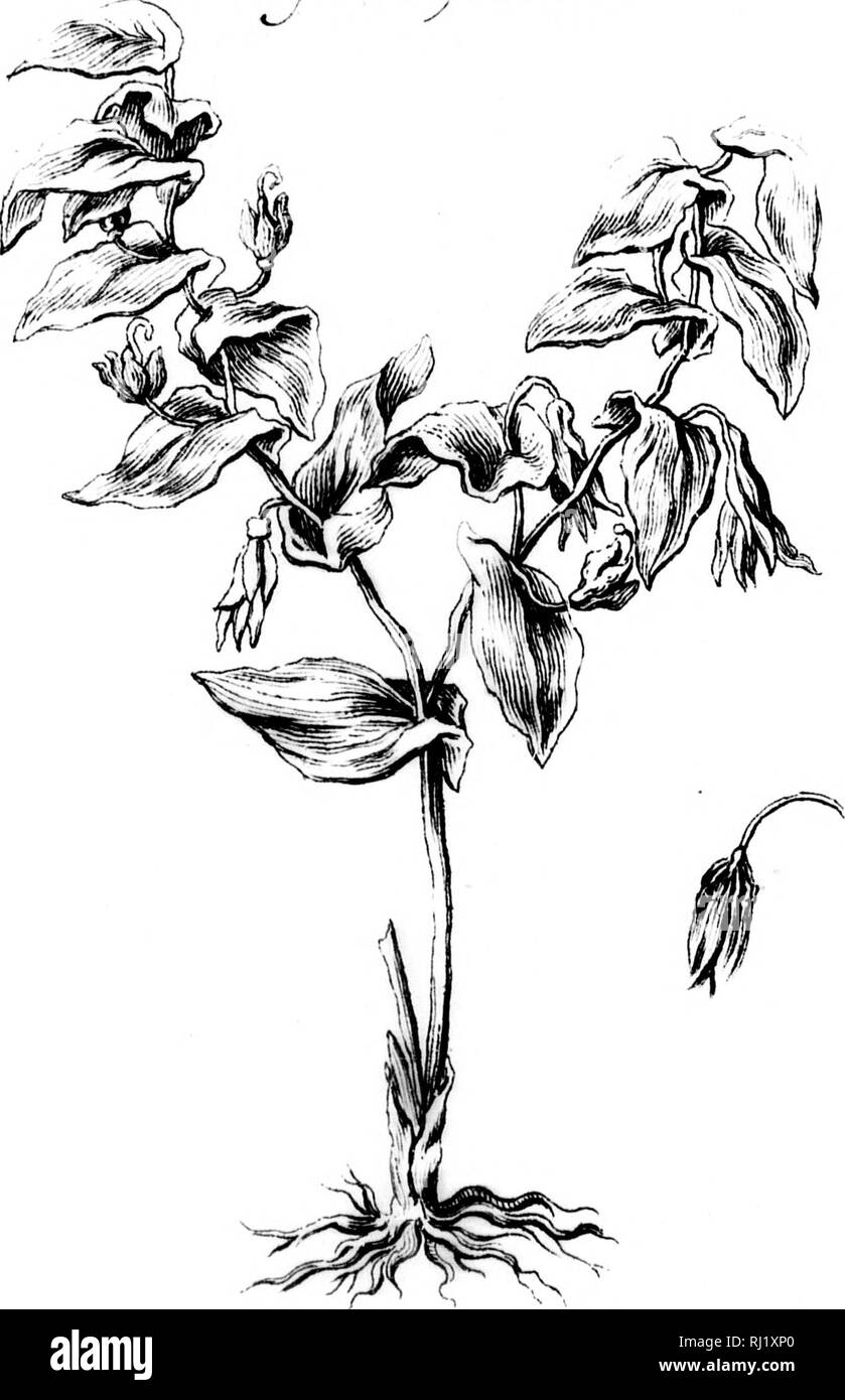 . Histoire et Beschreibung Générale de la Nouvelle France [microforme]: avec Le Journal historique d'un Voyage fait par ordre du Roi dans l'AmÃ©rique septentrionnale. Botanique; Botanik. X. FaUiqonaUun a/iCii 'j jaiuicJ.. m j z. Tourne IV^. Pa^e 3'^B -. Bitte beachten Sie, dass diese Bilder sind von der gescannten Seite Bilder, die digital für die Lesbarkeit verbessert haben mögen - Färbung und Aussehen dieser Abbildungen können nicht perfekt dem Original ähneln. extrahiert. Charlevoix, Pierre-franÃ§ois-Xavier de, 1682-1761. Ein Paris: Chez Rollin Fils, Libraire. .. Stockfoto