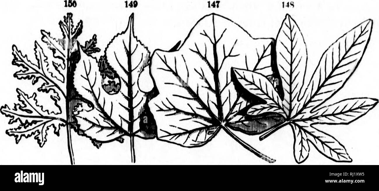 . Klasse - das Buch der Botanik [microform]: die Umrisse der Strukturen, Physiologie, und Klassifizierung der Pflanzen: Mit einem Flora von den Vereinigten Staaten und Kanada. Botanik; Botanik; Pflanzen; pflanzen; Botanique; Botanique; Plantes; Botanique. '; Ich 68 4 FORM ODER FIUURK. h.&lt; â â iff' m. - Palnmte vflined verlässt. 147, Menlspermum Cnnadense. 148, Passiflora cerulea. 149, Broua. Bonetia Papyrifera. 150, Eiche Geranium. Blätter sind jmlmateli/Gaumenspalte und palmately parted, entsprechend der Tiefe der Einschnitte, wie oben beschrieben. Aber das Merkwürdigste modi-isierung ist 273. Die pedate, wie ein Vogel Fuß, ha Stockfoto