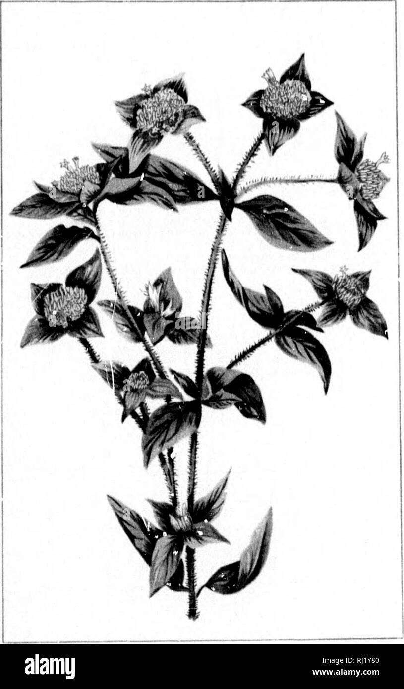 . Wilde Blumen von Kanada [microform]. Wilde Blumen; Blüten; Botanik; Fleurs sauvages; Fleurs; Botanique. . Bitte beachten Sie, dass diese Bilder sind von der gescannten Seite Bilder, die digital für die Lesbarkeit verbessert haben mögen - Färbung und Aussehen dieser Abbildungen können nicht perfekt dem Original ähneln. extrahiert. Iles, George, 1852-1942. Montreal: Montreal Stern Stockfoto