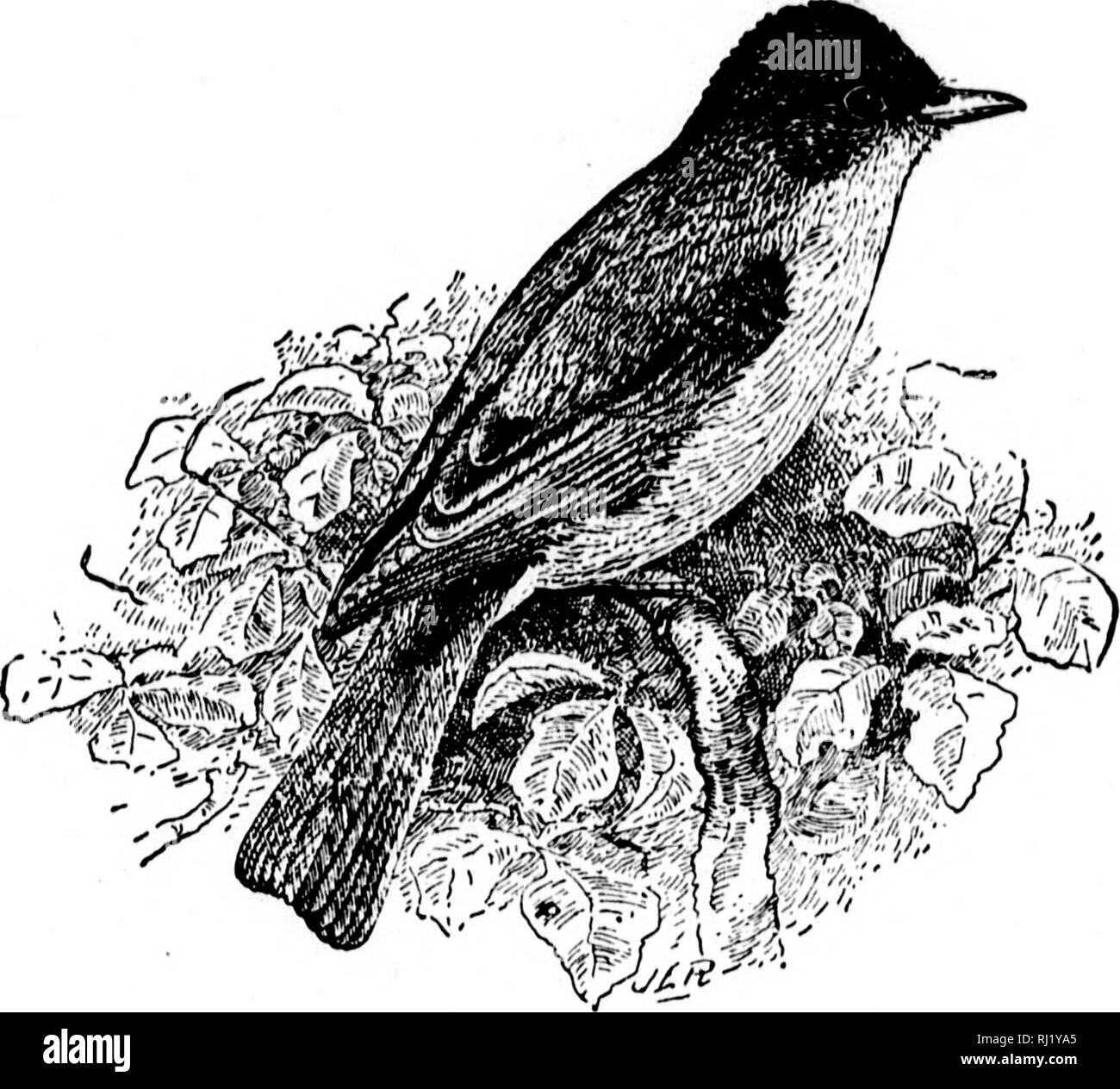 . Nester und Eier der nordamerikanische Vögel [microform]. Ornithologie; Vögel; Ornithologie; Oiseaux. 304 NESTER UND EQGS von s fl&gt; nachdrücklichen Hinweis, pe-ircr, pc-Iiit, oder, wie manche es hören, Pha-Hrr. Diese Sorte wird als "Brücke-Vogel", aus der Gewohnheit der Verschachtelung in alten hölzernen Brücken. Der ursprünglichen Situation des Nestes ist das Gesicht von einer aufrechten Rock, die manchmal mois-gewachsen und Tropfen mit Wasser. Wilson s'. Ates, die Phoebe gelegentlich Nester in einem offenen, fünf oder sechs Füße unten, unter den Zwischenräumen der Seitenwände; Nuttall hat es zum Nest in einem leeren Küche bekannt. In w Stockfoto
