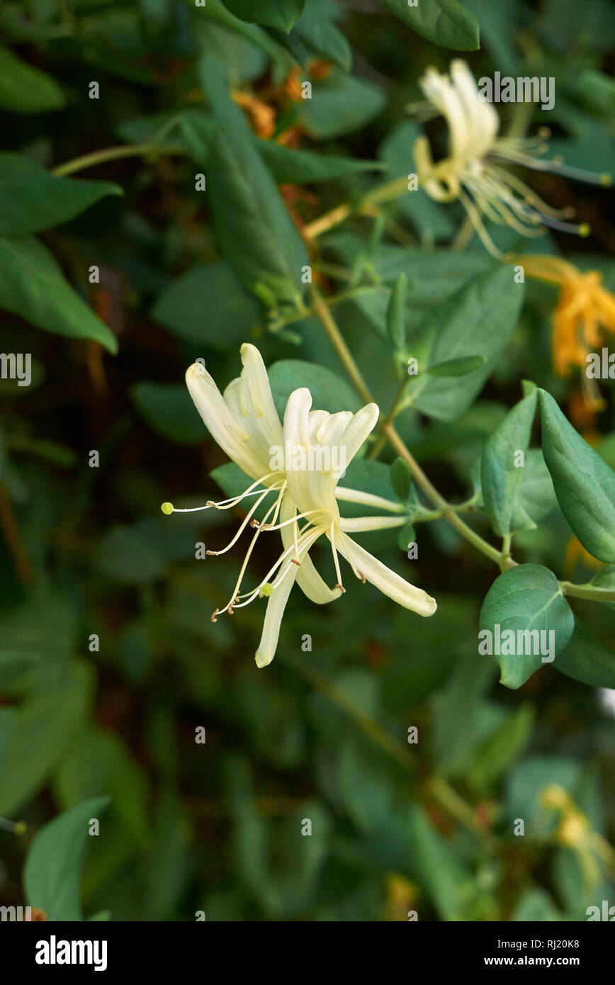 Lonicera japonica Stockfoto