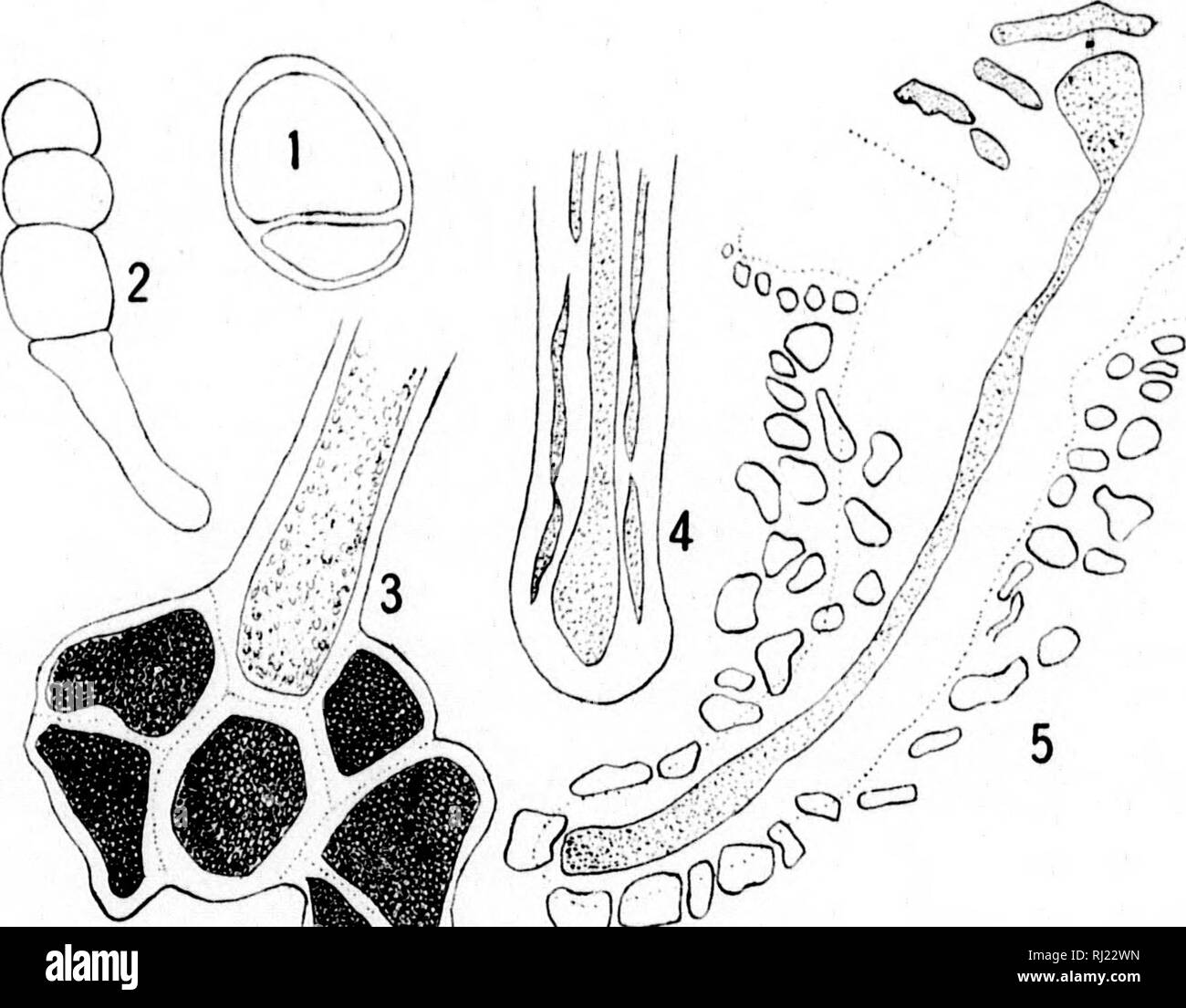 . Hinweise auf die Entwicklung der holdfasts bestimmter Florideae [microform]. Rote Algen; Algen; Rhodophytes; Algues. 18991 ENTWICKLUNG DER HOLDFASTS von FL0K/DE.1: 257 Griffithsia in Form und Geschichte der Holdfast Shores. Obwohl die Sporen von Callithamnion Borreri Ai (. deveIo |) Ed im Labor mit Schwierigkeit, Kulturen, die ausreicht, um die Reihenfolge der Entwicklung ist es gelungen, zu illustrieren. Nachdem sich die Befestigung an der Folie durch eine fast unmerkliche Sekretion, die Sporen und an beiden Enden spitz geworden. Die erste Abteilung ist, die parallel zur kürzeren Achse {pl. XXni, Abb. 2 g) und Nachversorgung Stockfoto