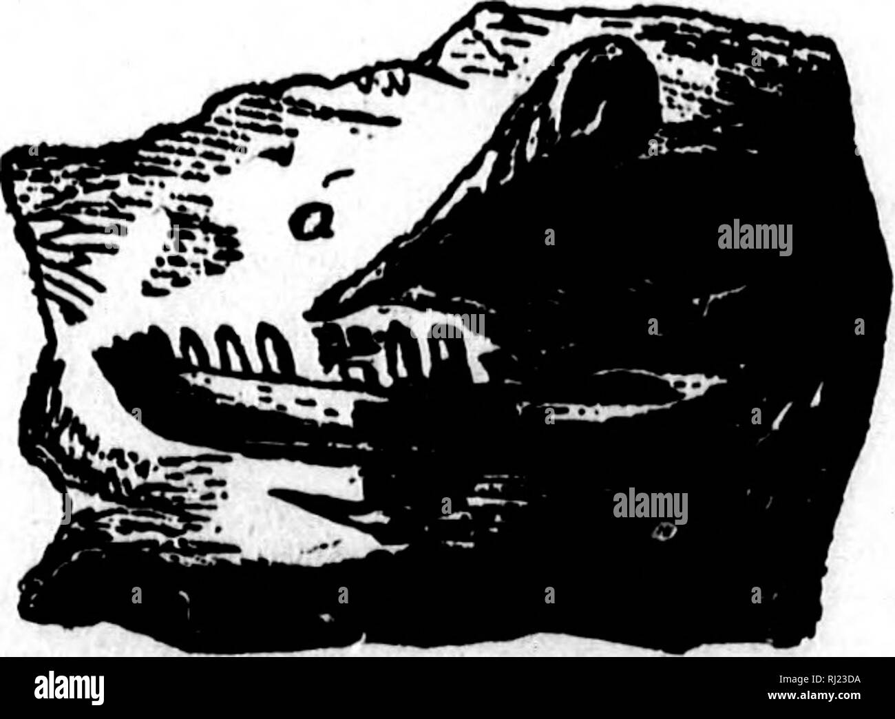 . North American Geologie und Paläontologie für die Verwendung von Laien, Studenten und Wissenschaftler [microform]. Paläontologie; Paläontologie; Geologie; Paléontologie; Paléontologie; Géologie. BATRACHIA. [8 RV.-ICH. Tri^r&lt; Ameu", siehe £ ryops erytbroliticus. Ebyops, Cope, 1877, Proc. Standort. I'Hil. Soc., Vol. 17, S. 188. [Etv. steuerkraftsumme, ich schützen; opty anzuzeigen.] VertebrsB rbfehitomoua gänzlich; Zähne von externen Beries gleich; einige größere auf dem Palatin Knochen; craniua&lt;, produziert, durch eine Kerbe auf jeder Seite begrenzt; keine Hörner noch Schleimhäute Nuten; Becken- Ele- mente Co-Verknöcherten; keine foramen. Typ E. Meg Stockfoto