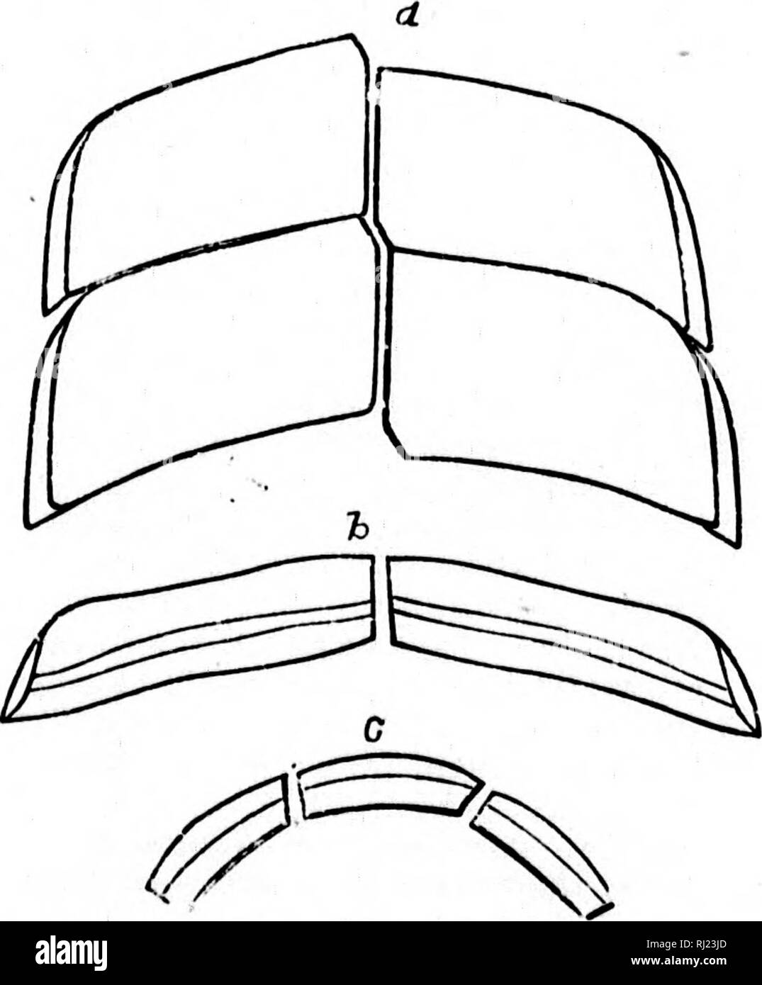 . North American Geologie und Paläontologie für die Verwendung von Laien, Studenten und Wissenschaftler [microform]. Paläontologie; Paläontologie; Geologie; Paléontologie; Paléontologie; Géologie. Abb. 1164 - PsammoduB porosus. cselatus, St. John &Amp; Worthen, 1883, Geo. Sur. 111., Bd. 7, S. 217, St. Louis Gr. crassidens, St. John &Amp; Worthen, 1883, Geo. Sur. 111., Bd. 7, S. 218, St. Louis Gr. glyptus, St. John &Amp; Worthen, 1883, Geo. Sur. Kranke,, Vol.7, p, 209, nach oben. Noppen-t Gr.. FiO. 1165.- Dtaffram von Psammodus springeri. Ein, Mandibulares Serie; b, trausverse Profil; o, längs s.^ oflle. Grand Stockfoto