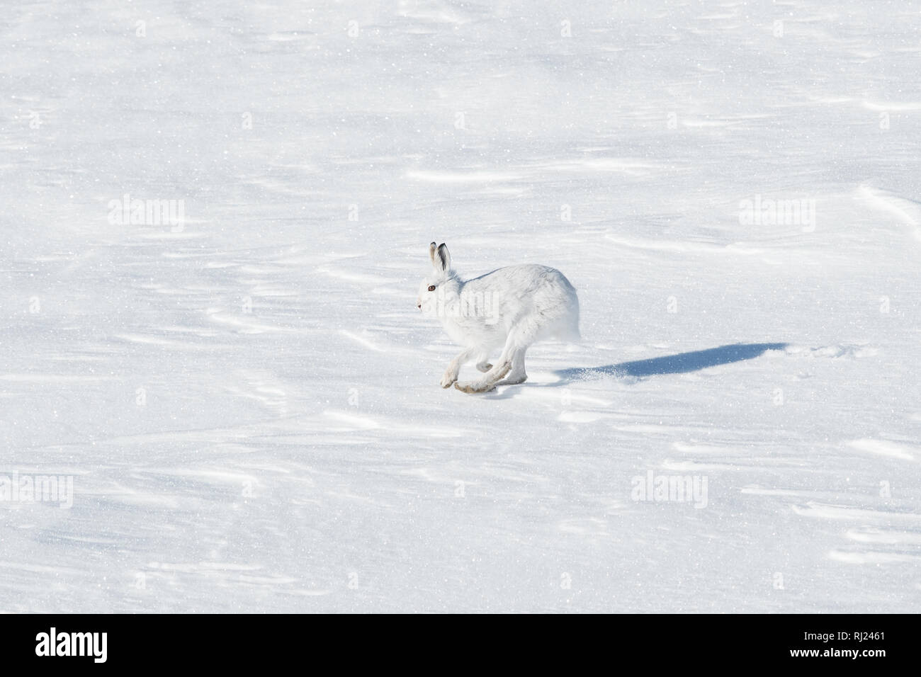 Schneehase über Schnee im Cairngorms, Schottland, Großbritannien Stockfoto
