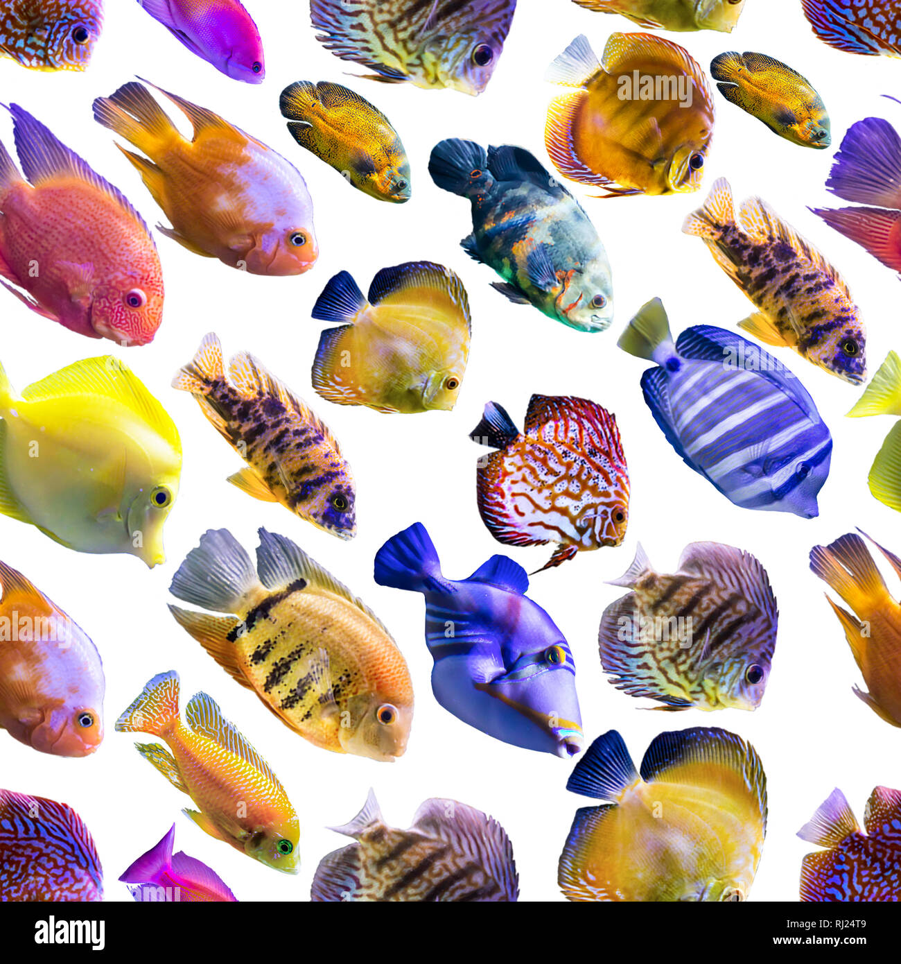 Nahtlose Muster. Bunten Fischen auf einem weißen Hintergrund. Über Natur, Kunst, Tiere, Meer, Fisch. Stockfoto