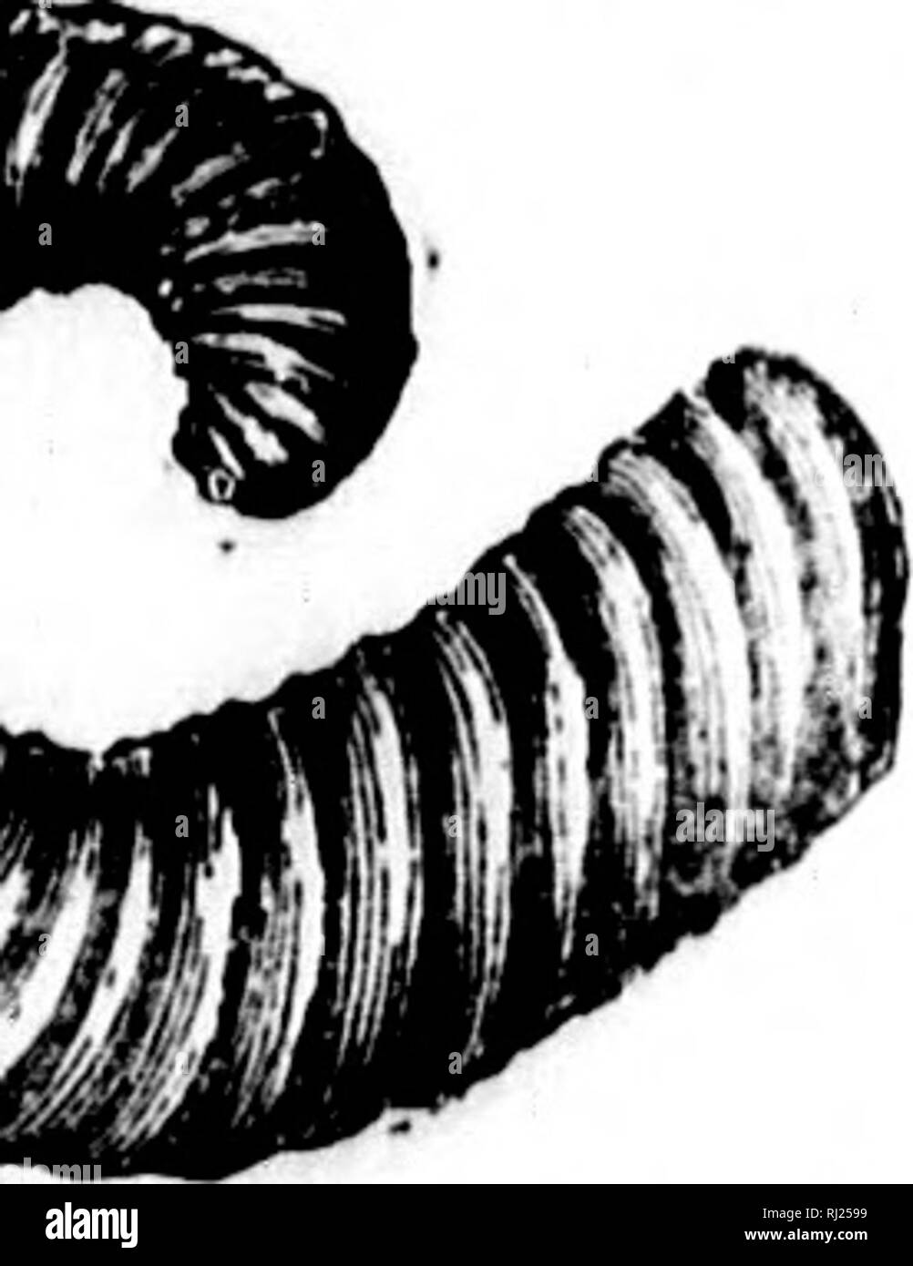 . North American Geologie und Paläontologie für die Verwendung von Laien, Studenten und Wissenschaftler [microform]. Paläontologie; Paläontologie; Geologie; PalÃ © Ontologie; Ontologie; PalÃ©GÃ©ologie. MEI,. âNAIJ.] CEPHALOPODA. 448. , Pal. Foss., Vol. niagarensis, Spencer, 1884, Bull. Nr. 1, Mus. Univ. St. Mo., S. 60, Niagara Gr. omderUalw, HhH, 1861, liep. von Progr. Geo. Rühren. Wis., Niagara (Ir. Diese Sorte wird jetzt von Prof. Halle zur Gattung Xautilns, se bezeichnet? 20. Rep. N.Y. St. Mus. Nat. Hist., S. 400. Es wurde zuerst von MeCbesney, 31.01.1860, aa Cyrtoceras Gigant" Jum, aber der Name preoc - Stockfoto