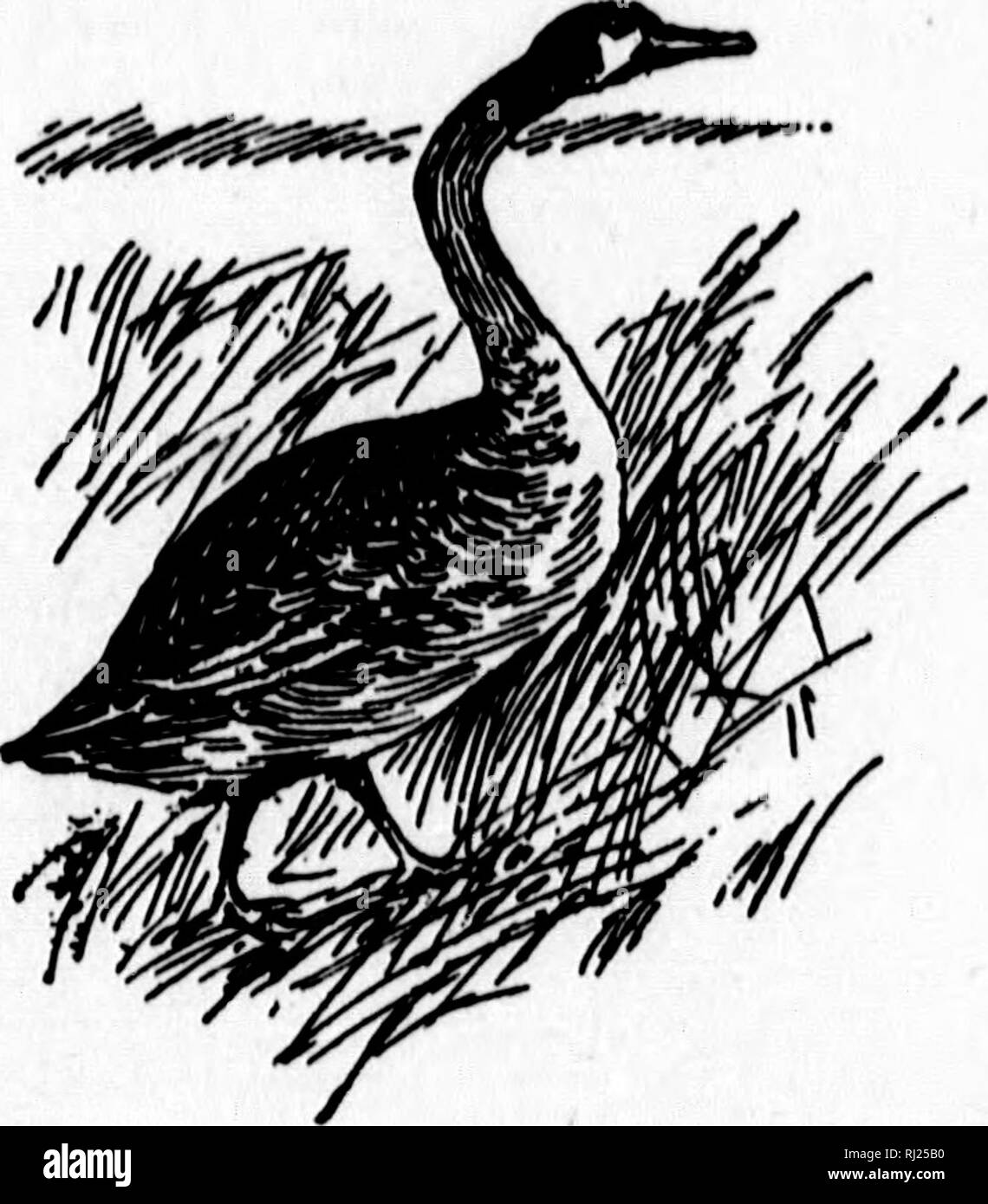 . Angeln und Schießen in der Provinz Quebec [microform]: Durch die Linien der Canadian Pacific Railway erreicht. Angeln; Jagd; Pêche sportive; Chasse. Bear River, Hlnng, die in gute iiii&gt; oh (&gt; und Dt&gt; i&gt; r Jagd, eine auch flHhing, innerhalb von 16 miluH von tho Ottawa, h rt^ schmerzte von KocklitTe, iuini (&gt; sofort acroHS die Ottawa, die ausgezeichnete inakus headiinarterH für HportHnion. Von Deux RiviireH ein weiteres gutes gaini&gt; und canoei ng ootintry erreicht werden kann. 18 niileM bis MaganaHipi Fluss Ih den Rumpf Lumber Company'h Bauernhof auf liake LindHay, fn) m Die Caughwana See ist Stockfoto