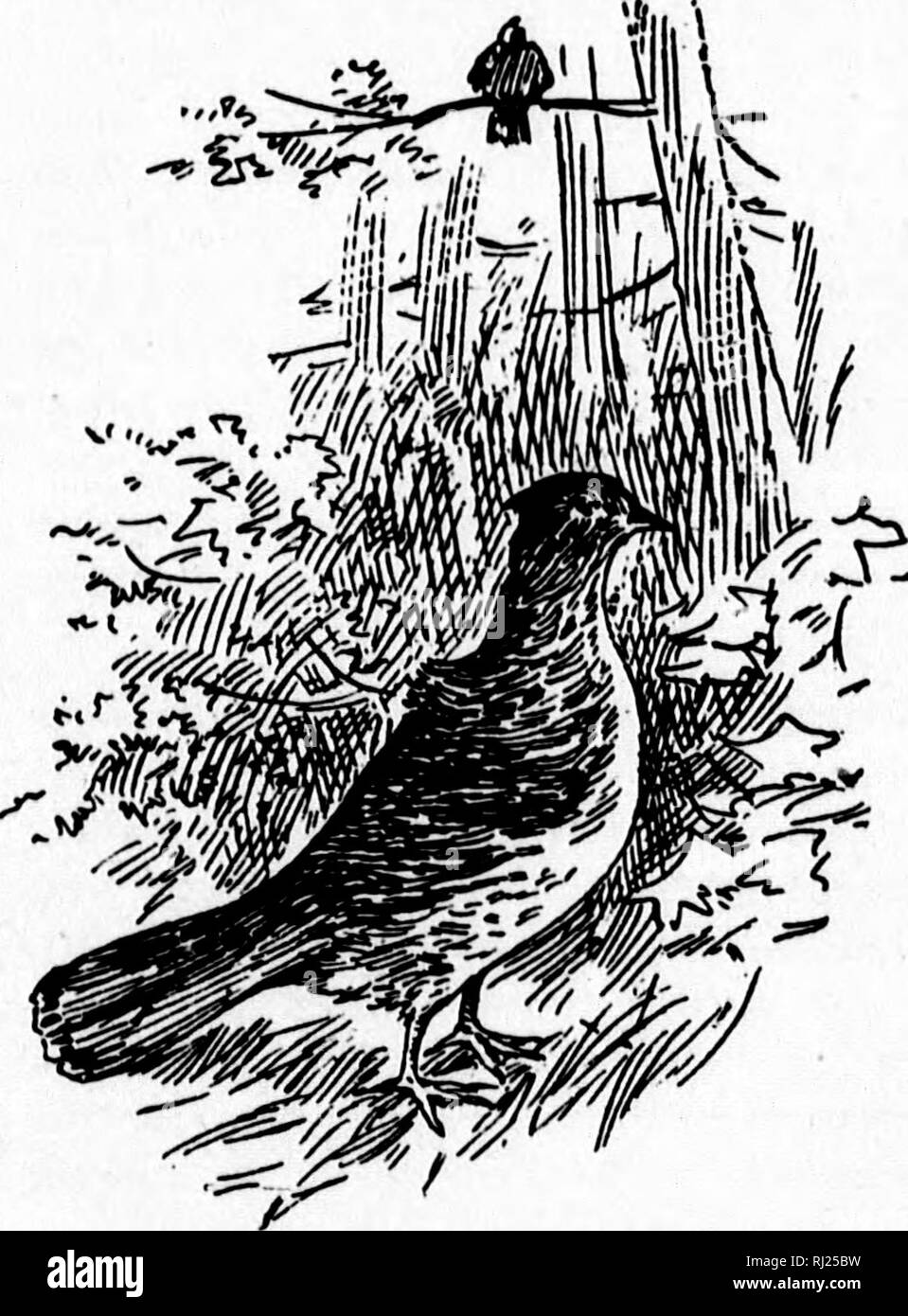 . Angeln und Schießen in der Provinz Quebec [microform]: Durch die Linien der Canadian Pacific Railway erreicht. Angeln; Jagd; Pêche sportive; Chasse. Eg § Angeln und Schießen in der Provinz des Qukbec dreizehn Meilen weiter ist St. Jerome, aus denen eine weitere Filiale zu Montcalm führt. Auf dieser Zweig ist New Glasgow, hübsch auf der Seite eines Berges und unten im Tal, in der Nähe der Wasserfälle von einem Gebirgsbach. Es gibt zwei Hotels und eine hervorragende Ausstattung für Camping inmitten der schönsten Umgebungen. Über die Wasserfälle ist gut fliegen, Forellen angeln, und in Lac L'Achigan, abou Stockfoto