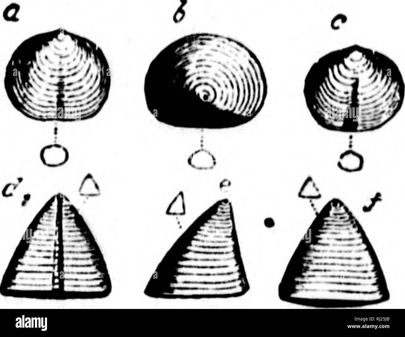 . North American Geologie und Paläontologie für die Verwendung von Laien, Studenten und Wissenschaftler [microform]. Paläontologie; Paläontologie; Geologie; Paléontologie; Paléontologie; Géologie. AcAMiioNA, Wliite, 1862, Proo. Boot. Soc. Nat. Hist., vol. (&gt;, s. 27. [Etv "*"', Punkt; amb (m, uinbo. j Syn. für Kuinotria. prima, siehe Eumetria prima. AcHOTHEi. K, LinnarBHon, 187", Bihangtill K. Vet. Akad. Handl., S. 20, schwed. Acad.kSci. auf tlie Brncldopoda der Para-doxides Betten. [Kty. akro'", unterstrich; theky Nippel; von Fsme-aj) ex von tlie Ventil.] Snell tldn, corneouB, subcircn-lar im Umriss, niedergedrückt, Co Stockfoto