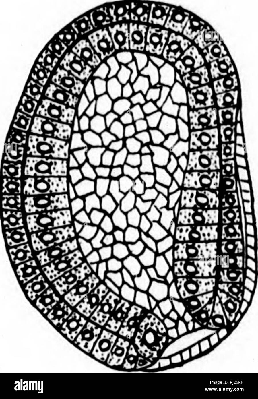 . Amphioxus und die Abstammung der Wirbeltiere [microform]. Wirbeltiere; Artenschutz; Fische; Ascidiacea; Vertébrés; Cordés; Poissons; Ascidiacés. A ij" ii m "Si., während die gegenüberliegende Seite ist abgeflacht; dies ist ein Anzeichen dafür, dass dorso-ventrale Differenzierung stattgefunden hat, da die abgeflachte Seite markiert das dorsum oder von der Rückseite des Embryo, während die konvexe Seite ventrale ist. Sie kann darüber hinaus gesehen werden, dass die blastoporus auf der dorsalen Seite des Embryos geneigt ist. Die dorsale Neigung der blastoporus ist besonders charakteristisch für die Wirbeltiere yastrula vom Seescheiden bis zu den Hohen Stockfoto