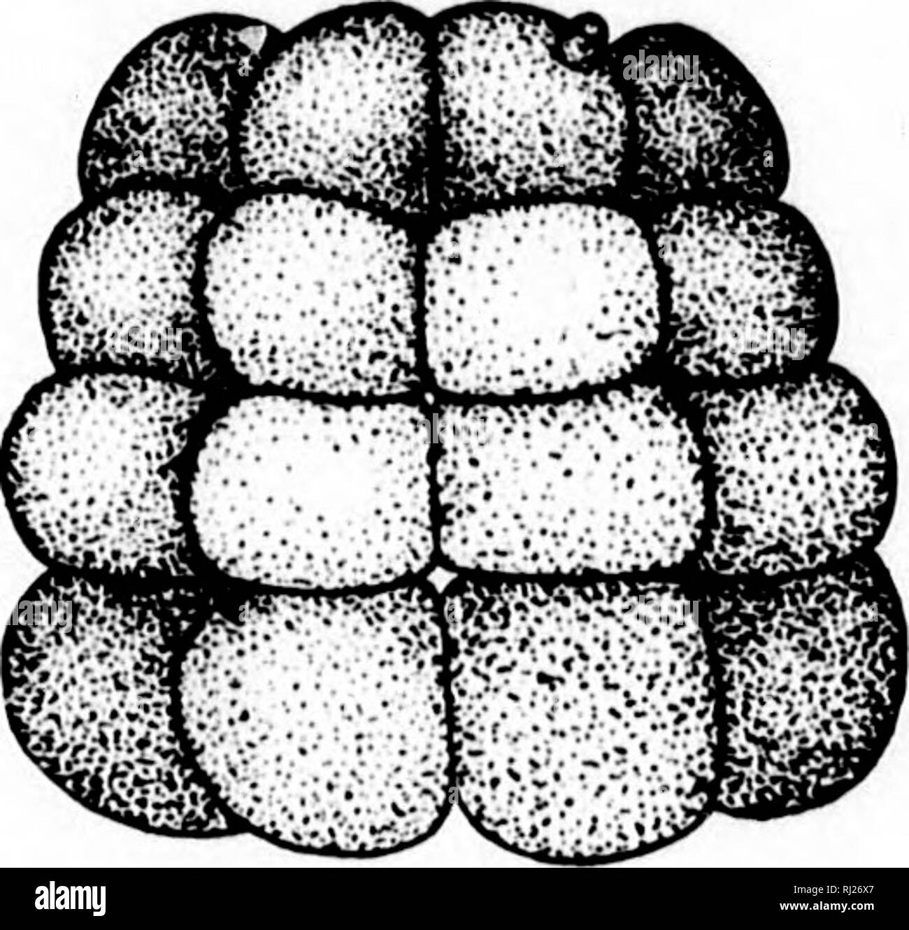 . Amphioxus und die Abstammung der Wirbeltiere [microform]. Wirbeltiere; Artenschutz; Fische; Ascidiacea; VertÃ©brÃ©s; CordÃ©s; Poissons; AscidiacÃ © s. lY ich krank):) i h krank..h':-i I 08 £&gt; Â £ I'/â: /. OPMEXT von AM PI Hi&gt;.' ('.V.. il; was kleiner als die vier unteren Zellen an der vegetativen Pol, da Letztere enthalten eine größere Menge der Dotter-Kügelchen (Abb. 55). Die nächsten Spaltung, die den Embryo von 16 Zellen ist MERIDIONAL. Dann die acht ui^^ Jci und die acht unteren Zellen werden jeweils durch die äquatorialen Kluften, und so die 30 - ttv'o Zelle Stadium ist r Stockfoto