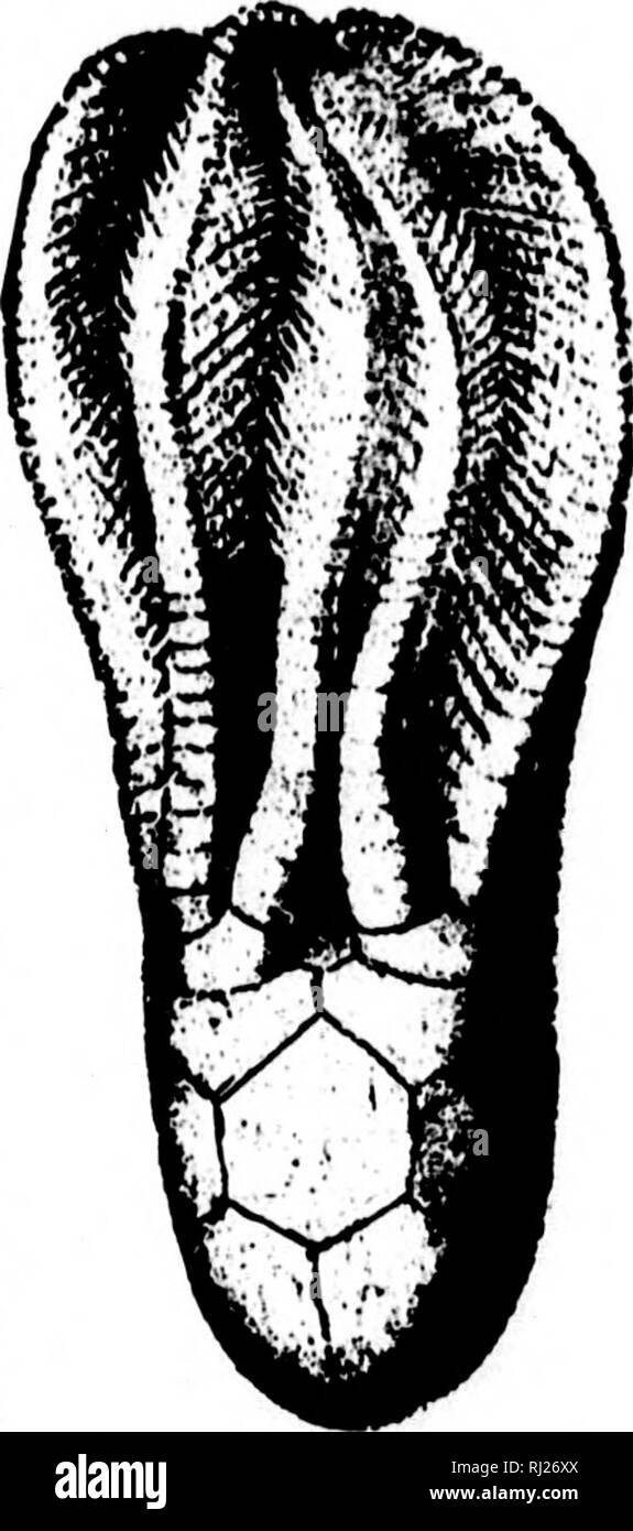 . North American Geologie und Paläontologie für die Verwendung von Laien, Studenten und Wissenschaftler [microform]. Paläontologie; Paläontologie; Geologie; Paléontologie; Paléontologie; Géologie. Abb. 289 - AKwrlco - crinutt helice. Sur. Sur. AoAS Hizoc-Ri NiTS, TrooBt, 1850 Maa., Shu-mard, 1853, Marcy" eine Rep. Red Riv. und Hall, 1858, Geo. Rep. Iowa, S. 684. [Etv. richtige Name; knnon, Lily.] Kelch konischer oder Hemielliptical; notoruamental; baaals 5, in der Regel sehr ainall anchyloaed, inneren Hohlraum; aubrHclials 5, Dick, meist anchylosed; radials 2 x 5; Arme 10; azygoua Platten 3 oder 4; Spalte evi-unweit bv eine kleine Zyl. Stockfoto