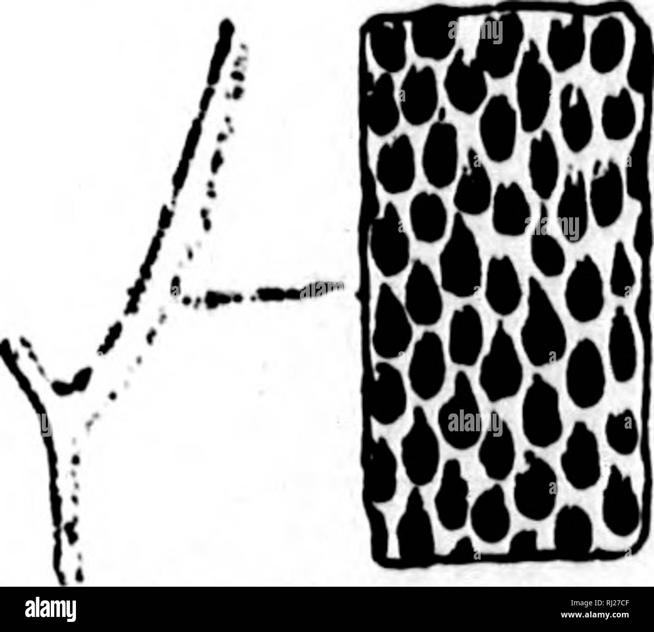 . North American Geologie und Paläontologie für die Verwendung von Laien, Studenten und Wissenschaftler [microform]. Paläontologie; Paläontologie; Geologie; Paléontologie; Paléontologie; Géologie. MON.] L (K I. GEBEN SIE BEI A 197 Kominger qiiadrata, 1866, (CheteteH Quad-Core-ratiiH, } Proc. Acad. Nat. 8 cl. Phil., S. 8, und Ohio Pal., Bd. 2, S. 201, unter dem Namen Chetetes rhombiciis. Hud. Rlv. Oder. Htihqiiadrata, Ulrich, 1 Uhr 82, Jour. ('In. 8 Oc. Nat. Hist., Bd.6, j). 241", Hud. Ulv. Gr. . MoNTicuMi' oBA, D'Orbijiny 1860, Prwir.de Pak'Ont., t. 1, S. 25. [Etv. vionticulus, hillucl (; noroB, Pore.] ('orallum immer Stockfoto