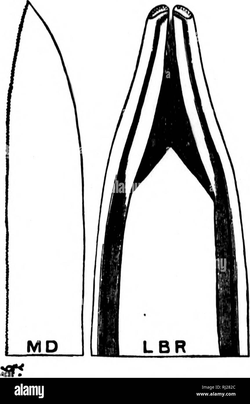 . Taschenlampen auf Natur [microform]. Insekten; Pflanzen; Insectes; Plantes. 256 Taschenlampen auf NATrKE r'â ich i-tt kommen dann die Lanzetten, die lappers, und die Zunge, und zuletzt, die Unterlippe. In Nr. 12, die noch stärker vergrößert, haben wir die wesentlichen Teile der Blut saugende Apparate ganz klar für uns. Hier LBR ist die Spitze des Labrum, oder Oberlippe, bilden die Front des Groove oder Hülle, in der die Lanzen. Sein Ende ist stumpf, damit es schließen gegen die Minute Loch gebildet durch die Lanzen gedrückt werden. MD ist die scharfe Spitze von einem der beiden Lanzen, mit i Stockfoto