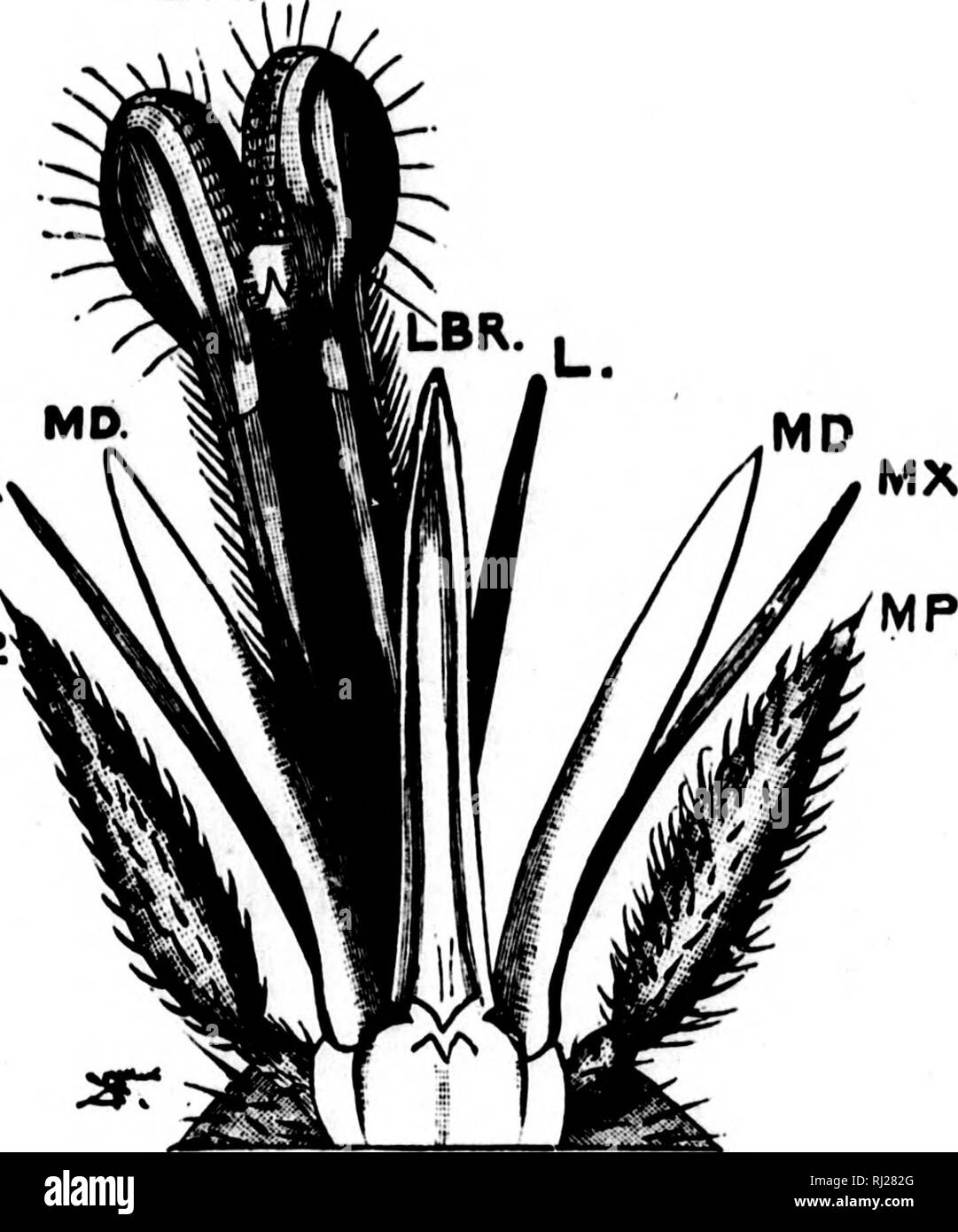 . Taschenlampen auf Natur [microform]. Insekten; Pflanzen; Insectes; Plantes. 254 Taschenlampen auf die Natur ein Ich' - Ich Ich Ich! LA. MX MP. richtig fliegen immer noch in den meisten Fällen die zwei winzigen poisers oder Balancer, nur um uns daran zu erinnern ihre Abstammung von Vierflügelige vorfahren. Die Natur hat keine Gewohnheit interessanter als diese Aufbewahrung von Teilen längst stillgelegten oder fast ausgedient; durch ihre Hilfe sind wir in der Lage, die Genealogie der Pflanzen und ani-mals auf die Spur zu kommen. In Nr. II Wir haben eine dissec - ted Blick auf den Mund - Organe und Blut saugen - ing Apparat der Störenfried, ungeheuer en-Larged, um zu zeigen im Detail die Minut Stockfoto