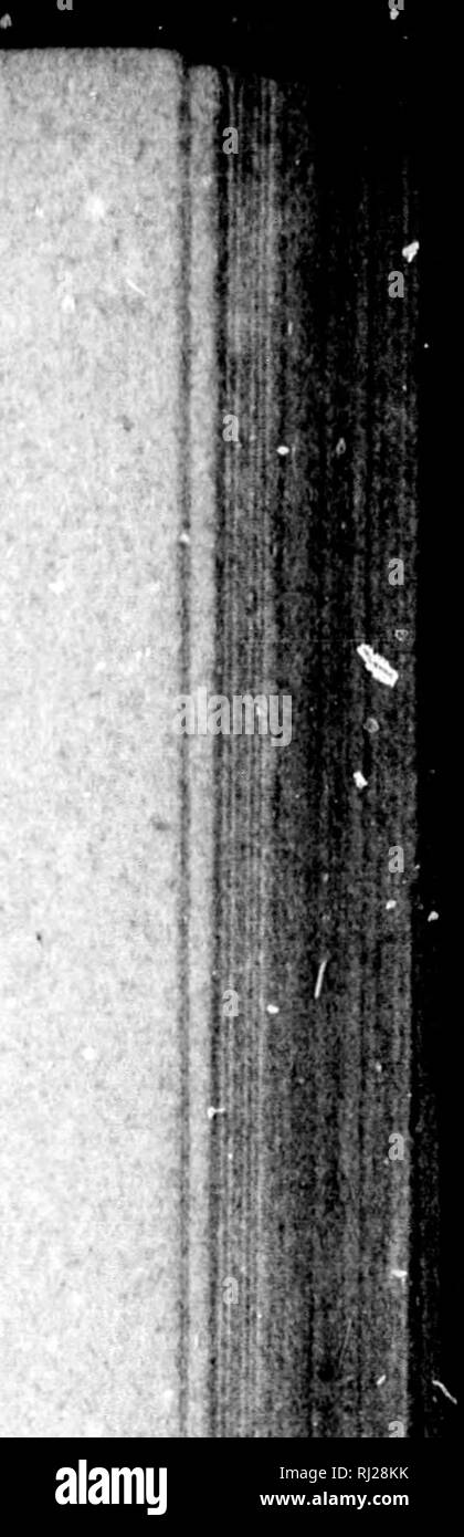 . Diptera Americae septentrionalis Indigena [microform]. Diptera; Insekten; DiptÃ¨res; Insectes. Amtricae tepttfUritmolU. 46 albida. Doraum viridi Thoracis et chalybeo poUine Â¼ariegatum, ci-nereo aspcrsum, roodice nitens. Scutellum chalybescens. Glauco cinercae Pleurae ex. Hypopygium viridi-nigrum, lamellis ovatis Al* bis, tenuissime nigro - limbati^. Co: Sae ilavae, intermediae nigro-litu - ratae. Pedes flavi; femora postica nicht ciiiata; tibiae posticae zu-tae flavicantes, latere inleriorc Toto nequaliter piloso; tarsorum ein-ticorum prinii articuli Duo elongaii, Ila ut Simul sumti tibiarum lon Stockfoto