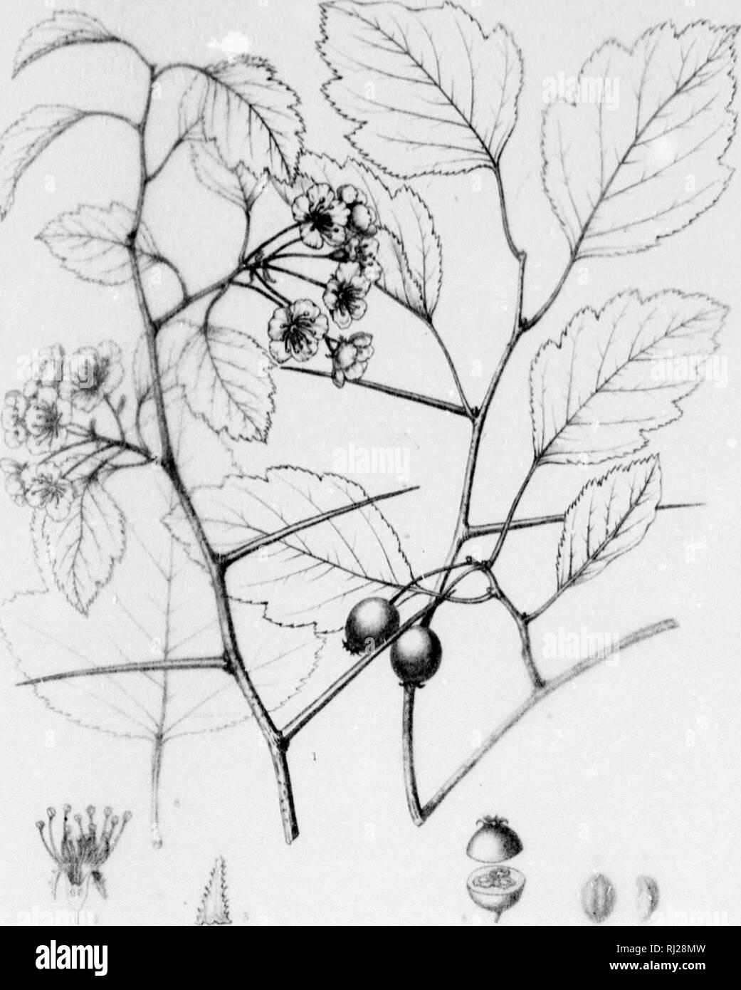 . Die Silva von Nordamerika [microform]: Eine Beschreibung der Baum, natürlich in Nordamerika exklusive von Mexiko wächst. Bäume; Bäume; Arbres; Arbres. mmacia w Hill kiiuwi) II nt colJMtu,! Io-bar an tiia Htm T" v. nnt. Ich Ich Ich. Bitte beachten Sie, dass diese Bilder sind von der gescannten Seite Bilder, die digital für die Lesbarkeit verbessert haben mögen - Färbung und Aussehen dieser Abbildungen können nicht perfekt dem Original ähneln. extrahiert. Sargent, Charles Sprague, 1841-1897; Faxon, Charles Edward, 1846-1918. Boston; New York: Houghton Mifflin, Stockfoto