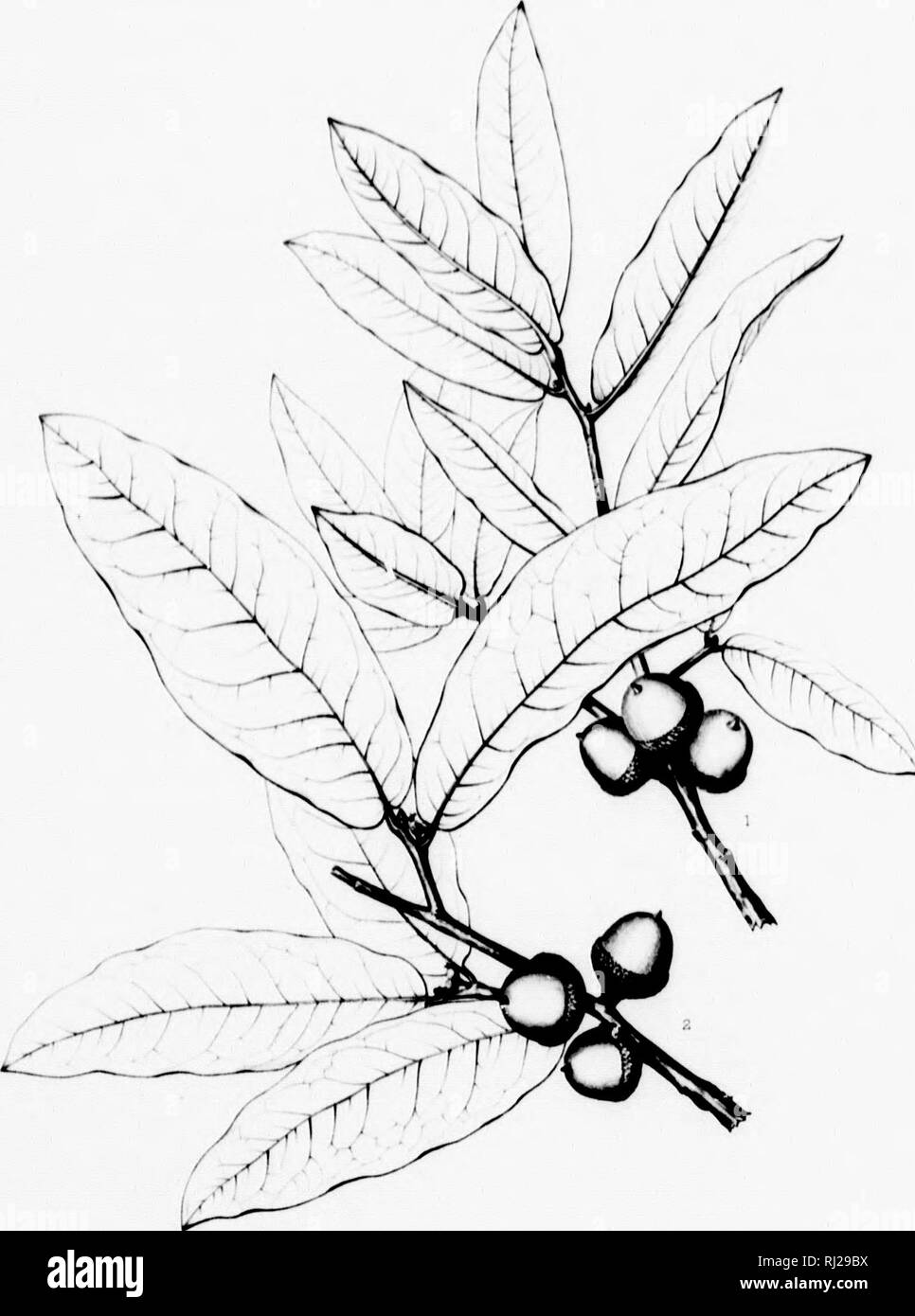 . Die Silva von Nordamerika [microform]: Eine Beschreibung der Baum, natürlich in Nordamerika exklusive von Mexiko wächst. Bäume; Bäume; Dicotyledons; Arbres; Arbres; DicotylÃ © dones. fjilvtt!] f Mivrih bin "rirÂ". Uh. CCCCXXX.. I I (â-E. Fa, TT&gt;t. Bitte beachten Sie, dass diese Bilder sind von der gescannten Seite Bilder, die digital für die Lesbarkeit verbessert haben mögen - Färbung und Aussehen dieser Abbildungen können nicht perfekt dem Original ähneln. extrahiert. Sargent, Charles Sprague, 1841-1897; Faxon, Charles Edward, 1846-1918. Boston; New York: Houghton Mifflin, Stockfoto