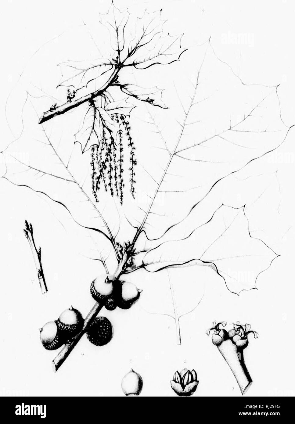 . Die Silva von Nordamerika [microform]: Eine Beschreibung der Baum, natürlich in Nordamerika exklusive von Mexiko wächst. Bäume; Bäume; Dicotyledons; Arbres; Arbres; Dicotylédones. Iva (Es Niirili Ani" "iica-Tab. CCCCXXVI.. gUKRCUS MARILANDICA Mi; r: t'ITF-J, lf!. w. Bitte beachten Sie, dass diese Bilder sind von der gescannten Seite Bilder, die digital für die Lesbarkeit verbessert haben mögen - Färbung und Aussehen dieser Abbildungen können nicht perfekt dem Original ähneln. extrahiert. Sargent, Charles Sprague, 1841-1897; Faxon, Charles Edward, 1846-1918. Boston; New York: Houghton Mifflin, Stockfoto