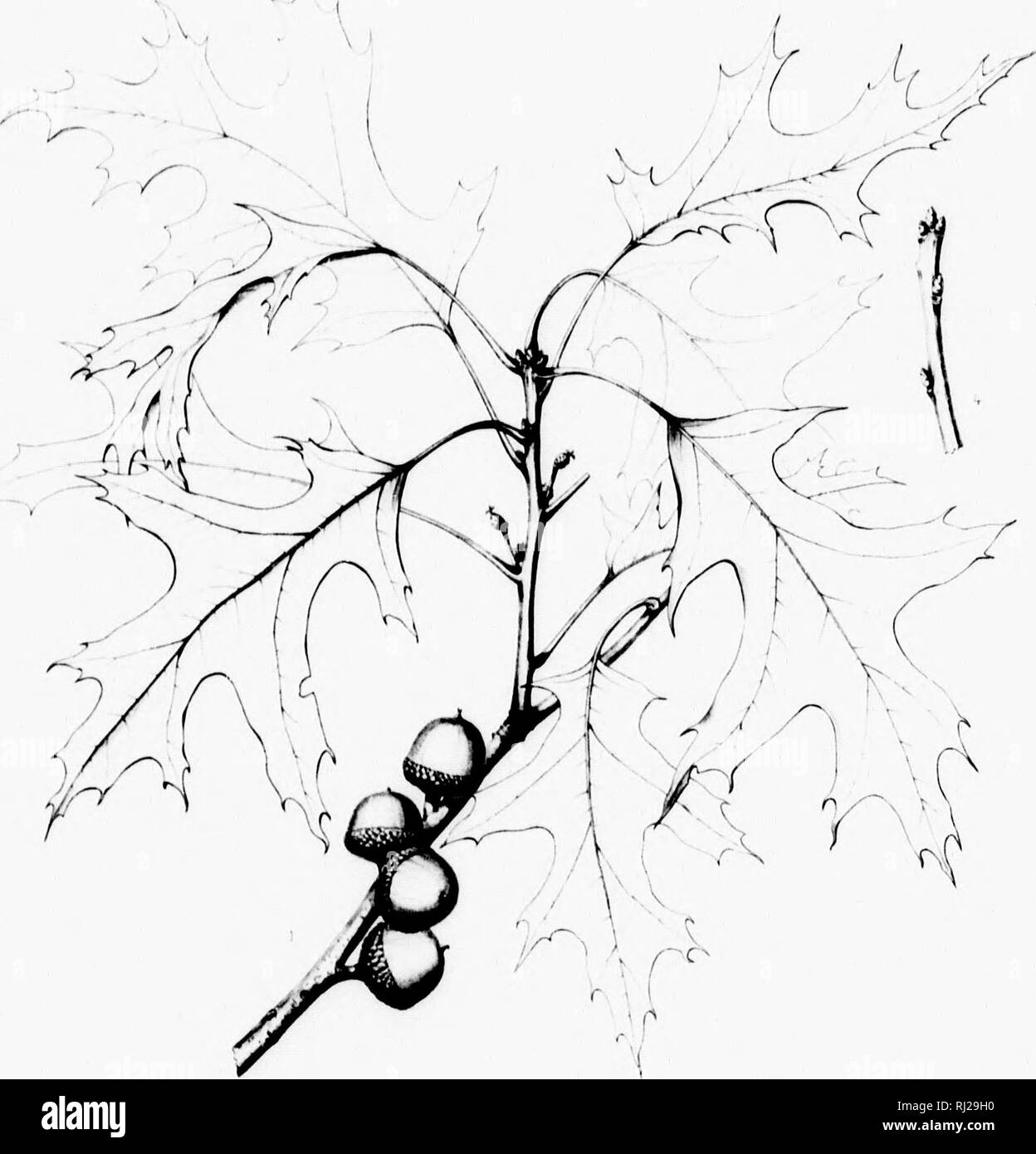 . Die Silva von Nordamerika [microform]: Eine Beschreibung der Baum, natürlich in Nordamerika exklusive von Mexiko wächst. Bäume; Bäume; Dicotyledons; Arbres; Arbres; DicotylÃ © dones. oi'iva Ol'; Jorth Anii' ricv. Â' CXXIII.. '% ISm 0 lf o i i i gUERCUS PALUSTFnIS,; J Jl. Bitte beachten Sie, dass diese Bilder sind von der gescannten Seite Bilder, die digital für die Lesbarkeit verbessert haben mögen - Färbung und Aussehen dieser Abbildungen können nicht perfekt dem Original ähneln. extrahiert. Sargent, Charles Sprague, 1841-1897; Faxon, Charles Edward, 1846-1918. Boston; New York: Houghton, Miffl Stockfoto
