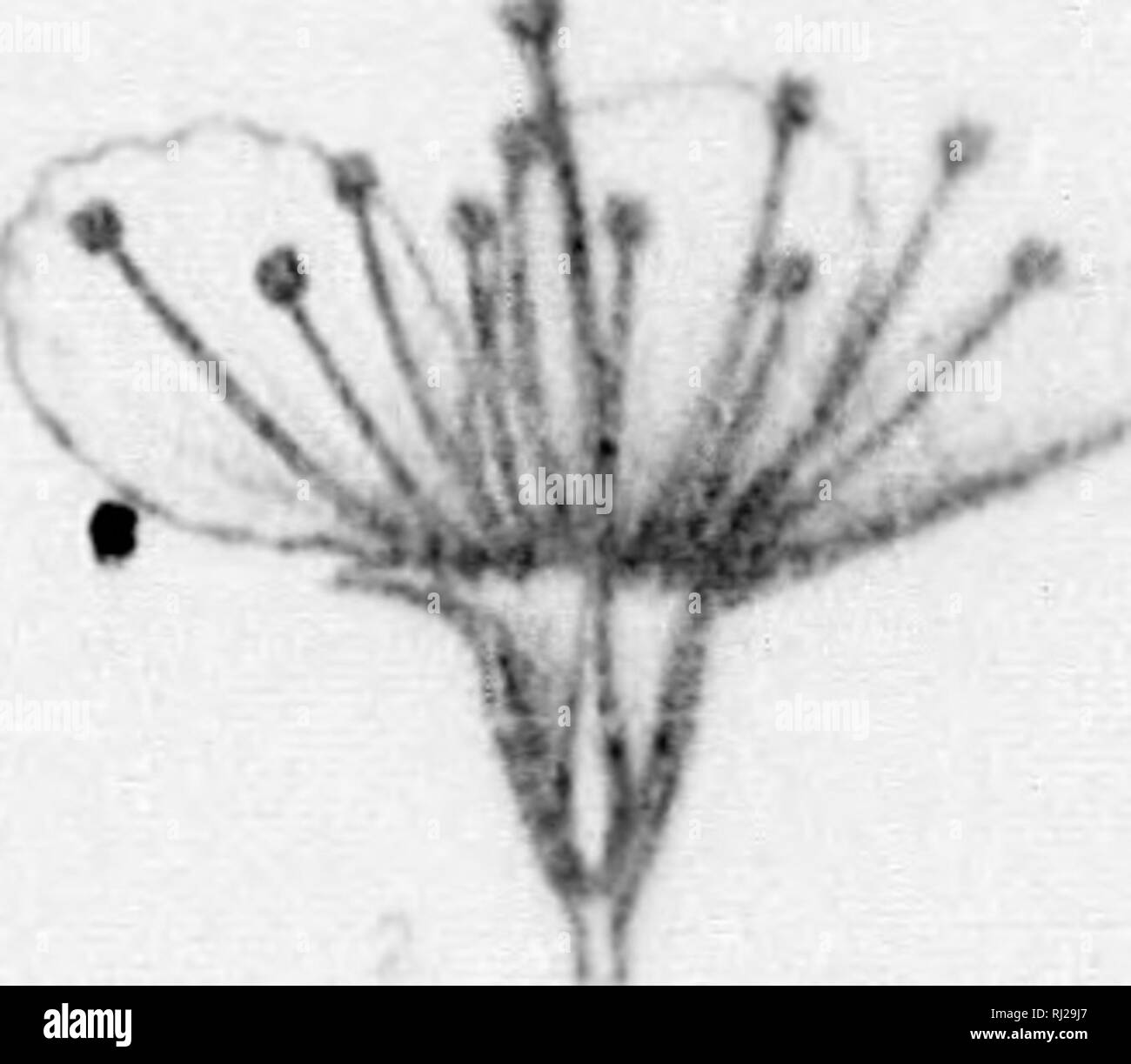 . Die Silva von Nordamerika [microform]: Eine Beschreibung der Baum, natürlich in Nordamerika exklusive von Mexiko wächst. Bäume; Bäume; Arbres; Arbres. ? *. Bitte beachten Sie, dass diese Bilder sind von der gescannten Seite Bilder, die digital für die Lesbarkeit verbessert haben mögen - Färbung und Aussehen dieser Abbildungen können nicht perfekt dem Original ähneln. extrahiert. Sargent, Charles Sprague, 1841-1897; Faxon, Charles Edward, 1846-1918. Boston; New York: Houghton Mifflin, Stockfoto