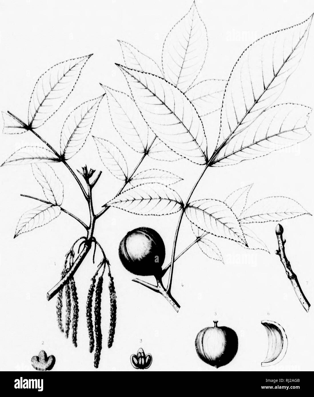 . Die Silva von Nordamerika [microform]: Eine Beschreibung der Baum, natürlich in Nordamerika exklusive von Mexiko wächst. Bäume; Bäume; Dicotyledons; Arbres; Arbres; Dicotylédones. CjiWd ot Norili AiTicii' - ich Tab CCGLV. , R y.u. MM. !! Tr"-h, HICORIA GLABRA.. VlLLOSA. Sarg ein! ii, }, 'ere. t-fiTi" fnifK.-/. Tanviit ich'u. Bitte beachten Sie, dass diese Bilder sind von der gescannten Seite Bilder, die digital für die Lesbarkeit verbessert haben mögen - Färbung und Aussehen dieser Abbildungen können nicht perfekt dem Original ähneln. extrahiert. Sargent, Charles Sprague, 1841-1897; Faxon, Charles Edw Stockfoto