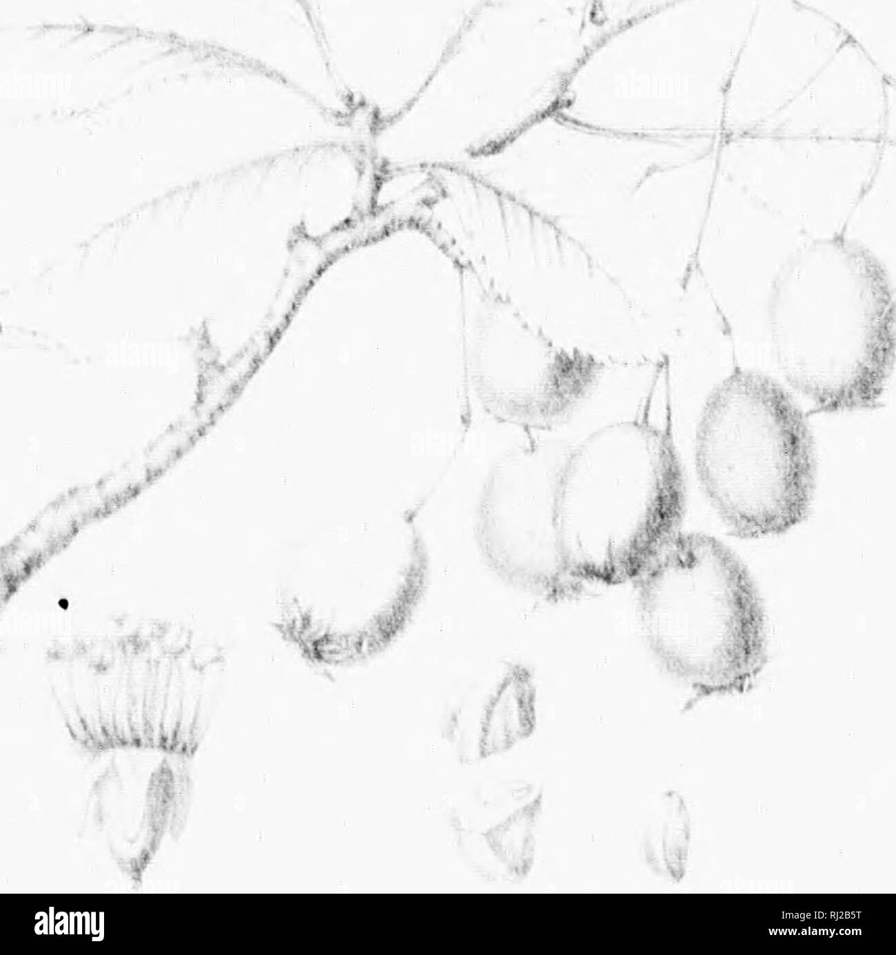 . Die Silva von Nordamerika [microform]: Eine Beschreibung der Bäume, die natürlich in Nordamerika exklusive von Mexiko wächst. Bäume; Bäume; Dicotyledons; Arbres; Arbres; Dicotylédones. ^. J. Bitte beachten Sie, dass diese Bilder sind von der gescannten Seite Bilder, die digital für die Lesbarkeit verbessert haben mögen - Färbung und Aussehen dieser Abbildungen können nicht perfekt dem Original ähneln. extrahiert. Sargent, Charles Sprague, 1841-1897; Faxon, Charles Edward, 1846-1918. Boston; New York: Houghton Mifflin, Stockfoto