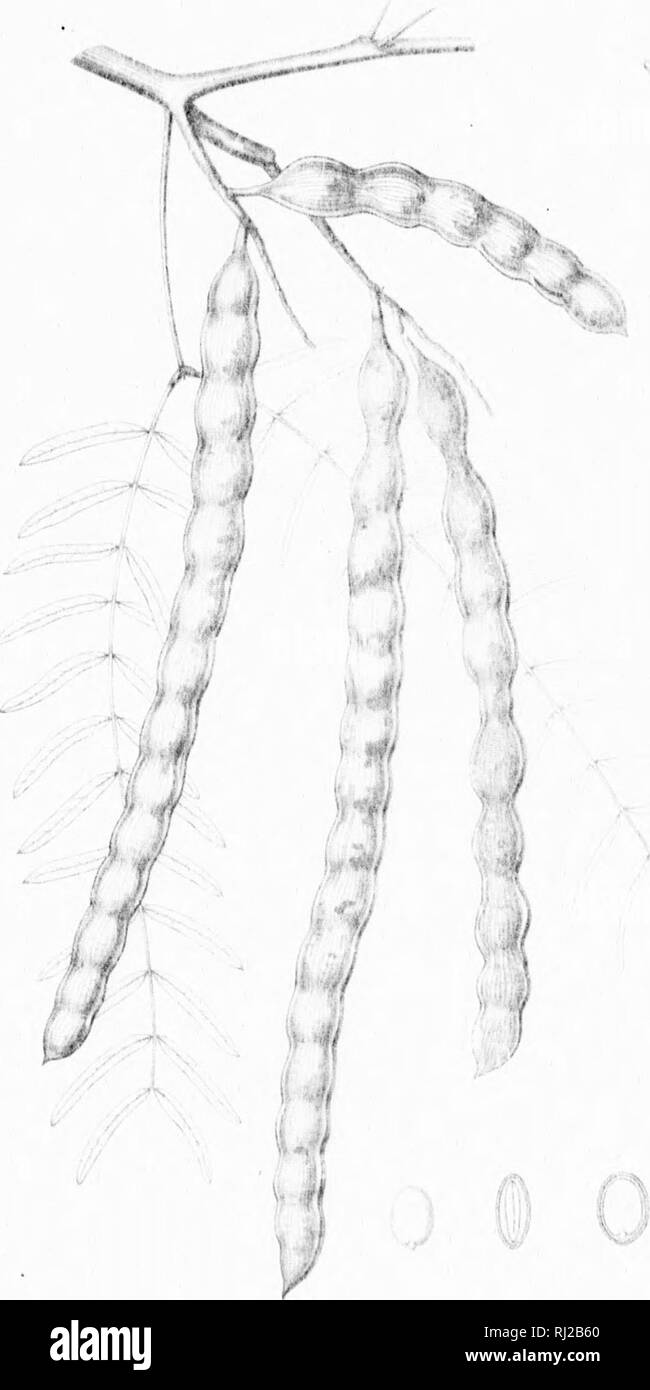 . Die Silva von Nordamerika [microform]: Eine Beschreibung der Bäume, die natürlich in Nordamerika exklusive von Mexiko wächst. Bäume; Bäume; Dicotyledons; Arbres; Arbres; DicotylÃ © dones. v^^. 4 % k^,)' ich; * Â"*Â"/â^ Ich. , 4,.li/. Bitte beachten Sie, dass diese Bilder sind von der gescannten Seite Bilder, die digital für die Lesbarkeit verbessert haben mögen - Färbung und Aussehen dieser Abbildungen können nicht perfekt dem Original ähneln. extrahiert. Sargent, Charles Sprague, 1841-1897; Faxon, Charles Edward, 1846-1918. Boston; New York: Houghton Mifflin, Stockfoto