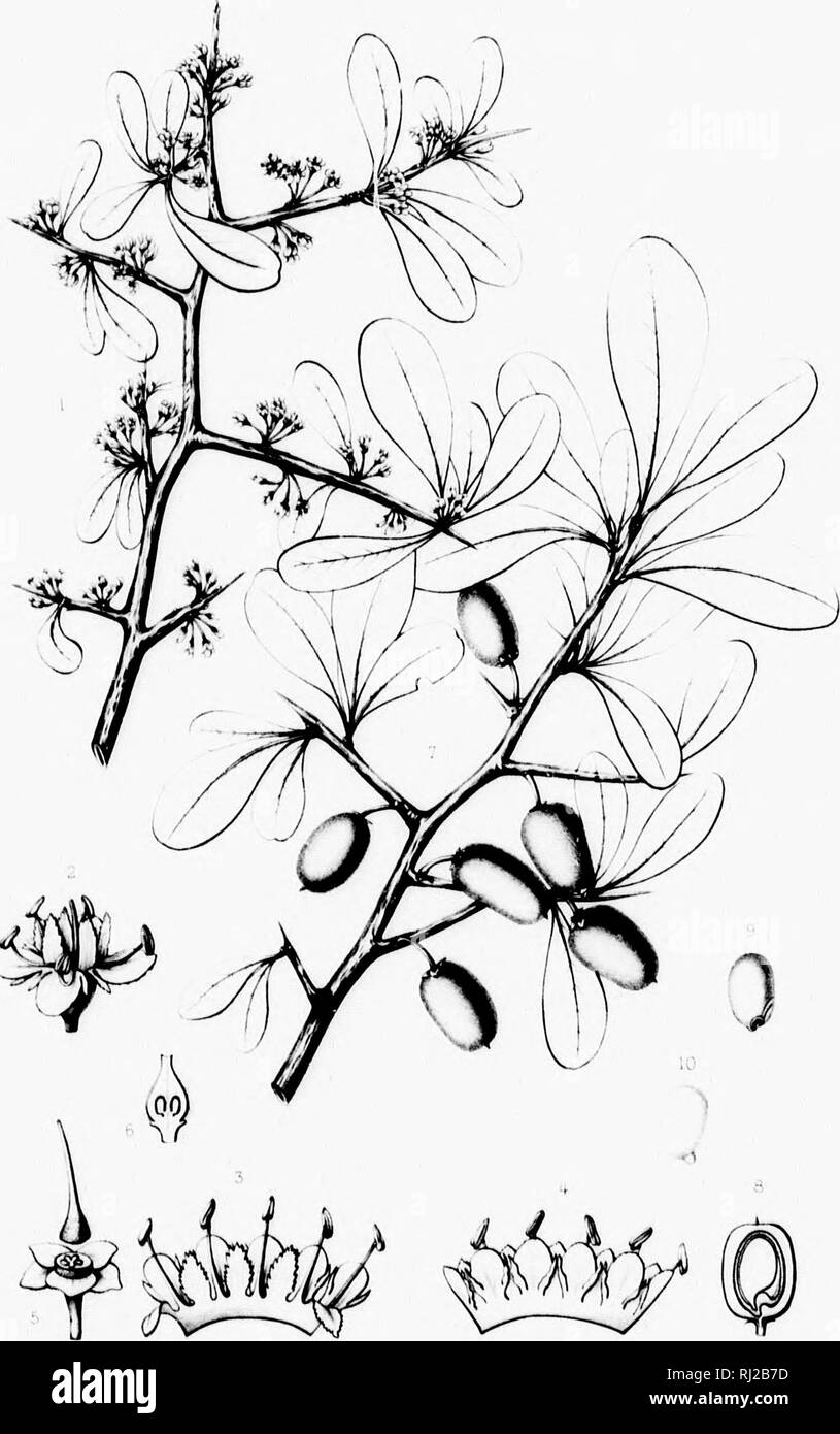 . Die Silva von Nordamerika [microform]: Eine Beschreibung der Bäume, die natürlich in Nordamerika exklusive von Mexiko wächst. Bäume; Bäume; Dicotyledons; Arbres; Arbres; DicotylÃ © dones. Siivd ui Ivor'h Amerika. I-BUMKl. iA ANGUSTIKOLIA: iM.â ICH! u,;&gt;,;,./â.:, 'H' Tiitit iif:/'' - '. r. Bitte beachten Sie, dass diese Bilder sind von der gescannten Seite Bilder, die digital für die Lesbarkeit verbessert haben mögen - Färbung und Aussehen dieser Abbildungen können nicht perfekt dem Original ähneln. extrahiert. Sargent, Charles Sprague, 1841-1897; Faxon, Charles Edward, 1846-1918. Boston, New Yor Stockfoto