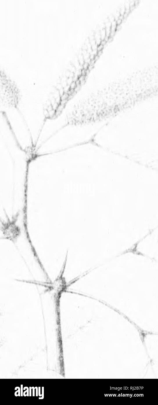 . Die Silva von Nordamerika [microform]: Eine Beschreibung der Bäume, die natürlich in Nordamerika exklusive von Mexiko wächst. Bäume; Bäume; Dicotyledons; Arbres; Arbres; DicotylÃ © dones. Y - Grippe: JA^^ - 1| I|^9 4' -.-. Bitte beachten Sie, dass diese Bilder sind von der gescannten Seite Bilder, die digital für die Lesbarkeit verbessert haben mögen - Färbung und Aussehen dieser Abbildungen können nicht perfekt dem Original ähneln. extrahiert. Sargent, Charles Sprague, 1841-1897; Faxon, Charles Edward, 1846-1918. Boston; New York: Houghton Mifflin, Stockfoto