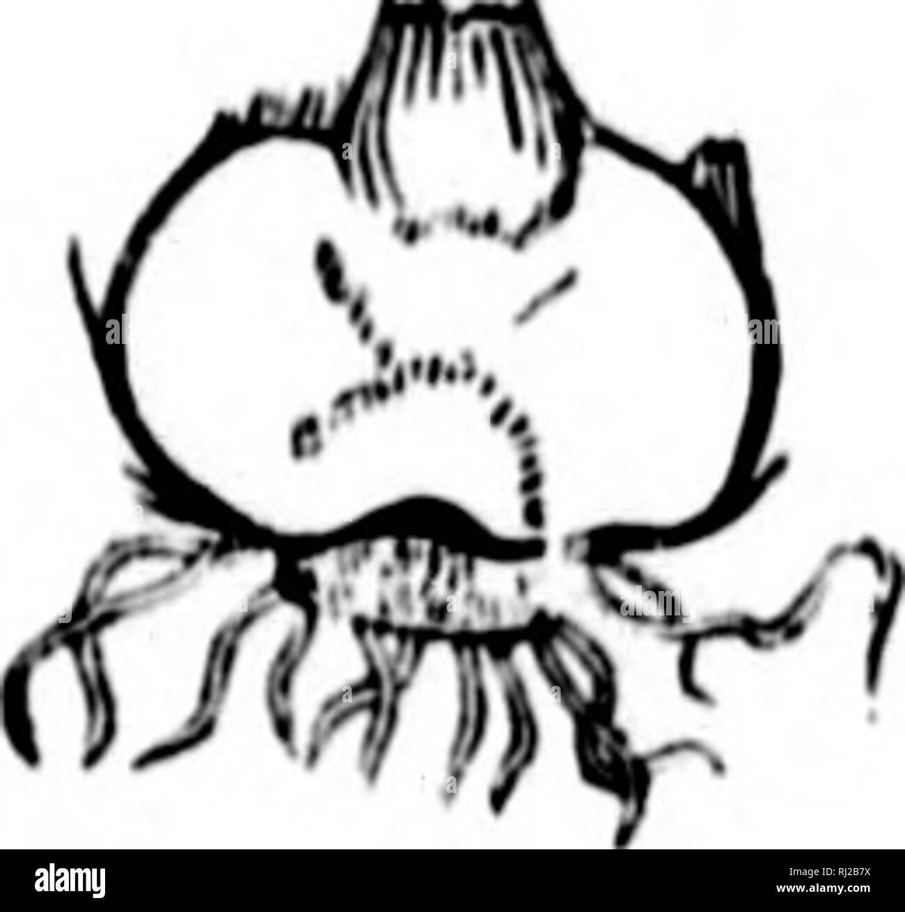 . Eine botanische Hinweis-Buch für den Einsatz von Studenten des praktischen Botanik [microform]. Botanik; Pflanzen; Botanique; Plantes. .;.//)'/7r.;/,/.)'. lA'A'. Ich. vt; /:/)./7&gt;/:./'/. u/: 7). (1)) Knolle, eine kurze iind thic Kent 'dsiil) tcrranL 'nn Stammzellen oder braiK li jtrovidcti mit Knospen (c) es) (I'ig. i i) • l'! x., weiße Kartoffel. (()/•" ///', Eine modifizierte, meist u-bud oder unbebauten Schaft mit Imbricated ttesliy Blätter oder Skalen (I' lg. I.;). Ich'. x., Zwiebel, Hyazinthe. (D) Conn, eine solide Glühbirne (Abb. 13). Kx., Indische 'ICH' ur-nip, Krokus. AcAUi. KscKi. T. - Stiele so kurz wie auf Fast indistin guishable sein. Konsi Stockfoto