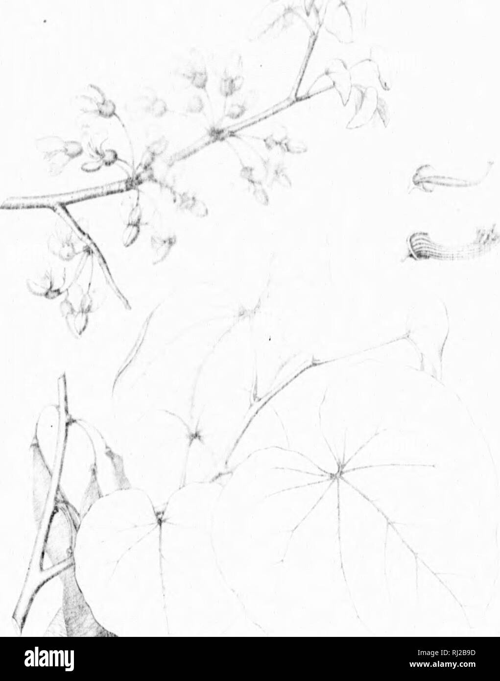 . Die Silva von Nordamerika [microform]: Eine Beschreibung der Bäume, die natürlich in Nordamerika exklusive von Mexiko wächst. Bäume; Bäume; Dicotyledons; Arbres; Arbres; Dicotylédones. II r h. ./^m M.. Bitte beachten Sie, dass diese Bilder sind von der gescannten Seite Bilder, die digital für die Lesbarkeit verbessert haben mögen - Färbung und Aussehen dieser Abbildungen können nicht perfekt dem Original ähneln. extrahiert. Sargent, Charles Sprague, 1841-1897; Faxon, Charles Edward, 1846-1918. Boston; New York: Houghton Mifflin, Stockfoto