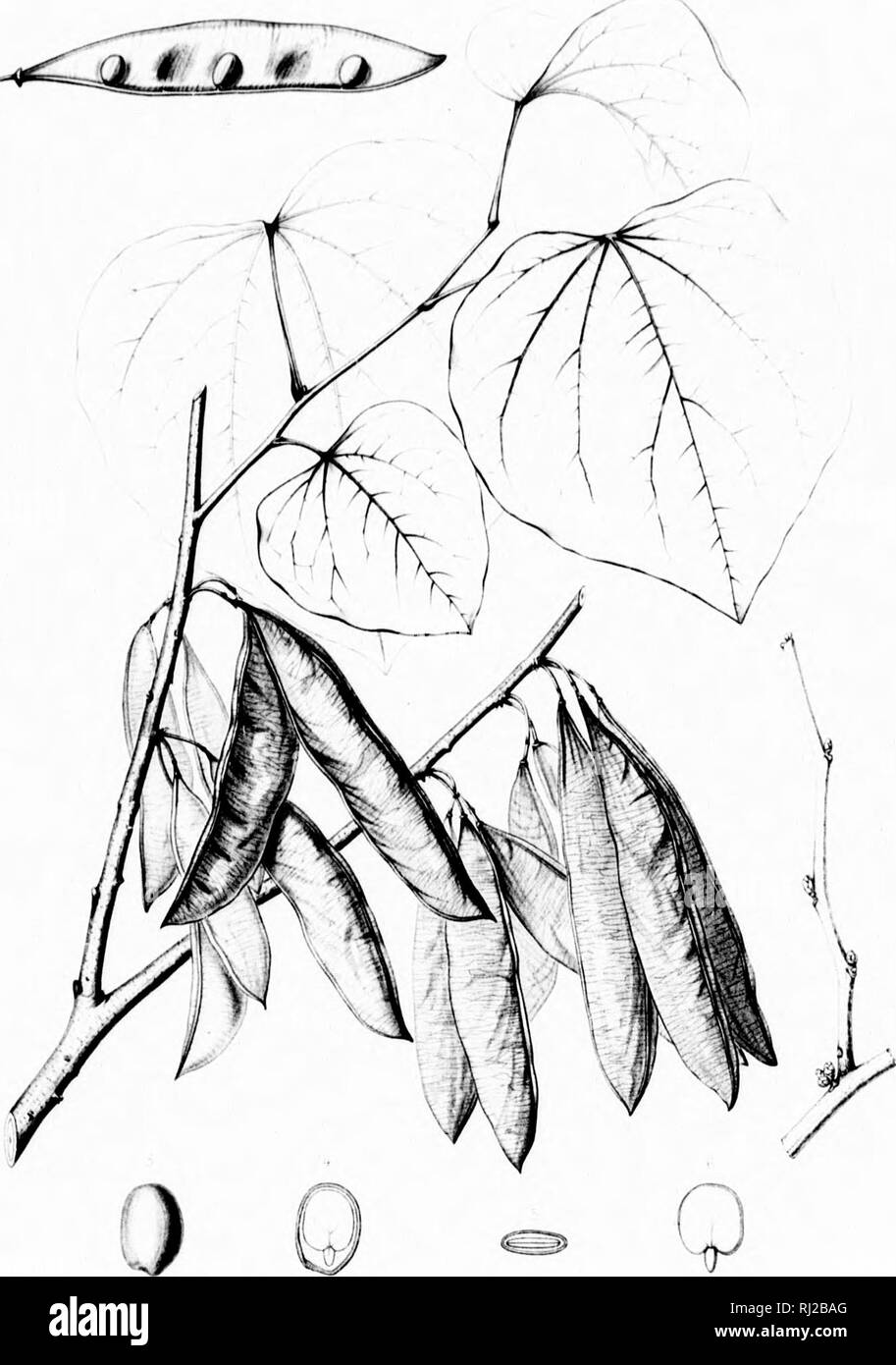 . Die Silva von Nordamerika [microform]: Eine Beschreibung der Bäume, die natürlich in Nordamerika exklusive von Mexiko wächst. Bäume; Bäume; Dicotyledons; Arbres; Arbres; Dicotylédones. 1. CKRCIS CANADENSIS •, M. Bitte beachten Sie, dass diese Bilder sind von der gescannten Seite Bilder, die digital für die Lesbarkeit verbessert haben mögen - Färbung und Aussehen dieser Abbildungen können nicht perfekt dem Original ähneln. extrahiert. Sargent, Charles Sprague, 1841-1897; Faxon, Charles Edward, 1846-1918. Boston; New York: Houghton Mifflin, Stockfoto