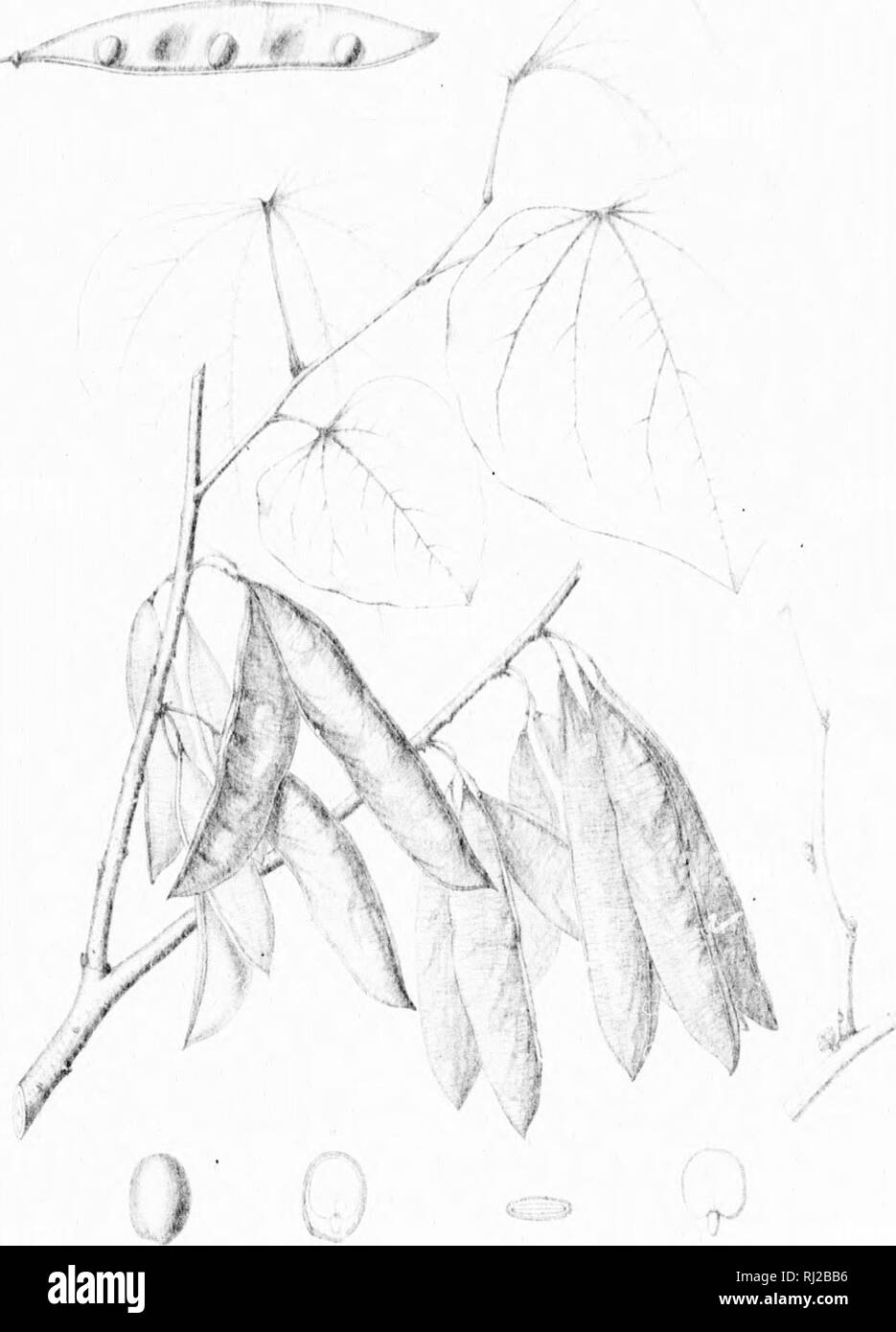 . Die Silva von Nordamerika [microform]: Eine Beschreibung der Bäume, die natürlich in Nordamerika exklusive von Mexiko wächst. Bäume; Bäume; Dicotyledons; Arbres; Arbres; Dicotylédones. 1 ICH CEHt" 13. Bitte beachten Sie, dass diese Bilder sind von der gescannten Seite Bilder, die digital für die Lesbarkeit verbessert haben mögen - Färbung und Aussehen dieser Abbildungen können nicht perfekt dem Original ähneln. extrahiert. Sargent, Charles Sprague, 1841-1897; Faxon, Charles Edward, 1846-1918. Boston; New York: Houghton Mifflin, Stockfoto