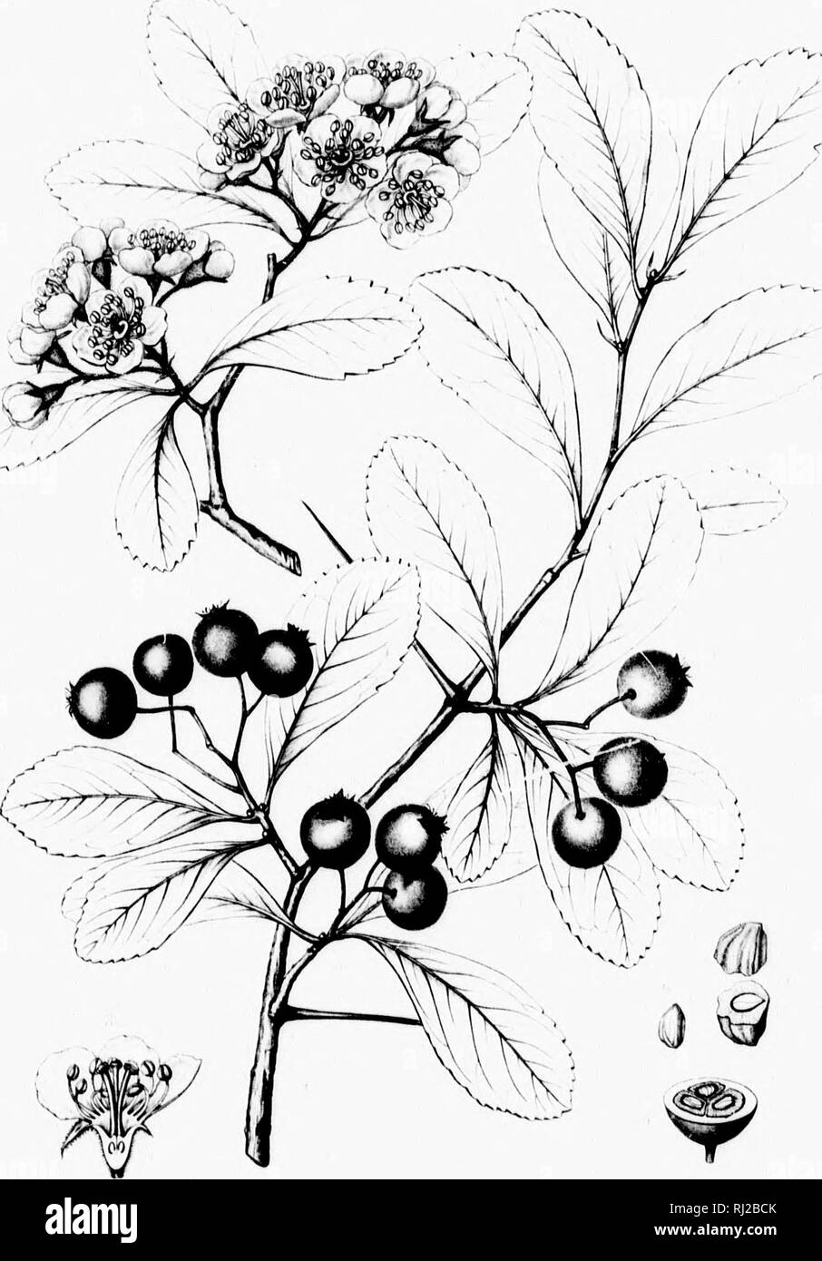 . Die Silva von Nordamerika [microform]: Eine Beschreibung der Bäume, die natürlich in Nordamerika exklusive von Mexiko wächst. Bäume; Bäume; Dicotyledons; Arbres; Arbres; DicotylÃ © dones. '^V^^. CRAT. 1 - (: Ich.';&gt; CRUS â GALi. Ich HKi^ BKRl KOLIA. Bitte beachten Sie, dass diese Bilder sind von der gescannten Seite Bilder, die digital für die Lesbarkeit verbessert haben mögen - Färbung und Aussehen dieser Abbildungen können nicht perfekt dem Original ähneln. extrahiert. Sargent, Charles Sprague, 1841-1897; Faxon, Charles Edward, 1846-1918. Boston; New York: Houghton Mifflin, Stockfoto
