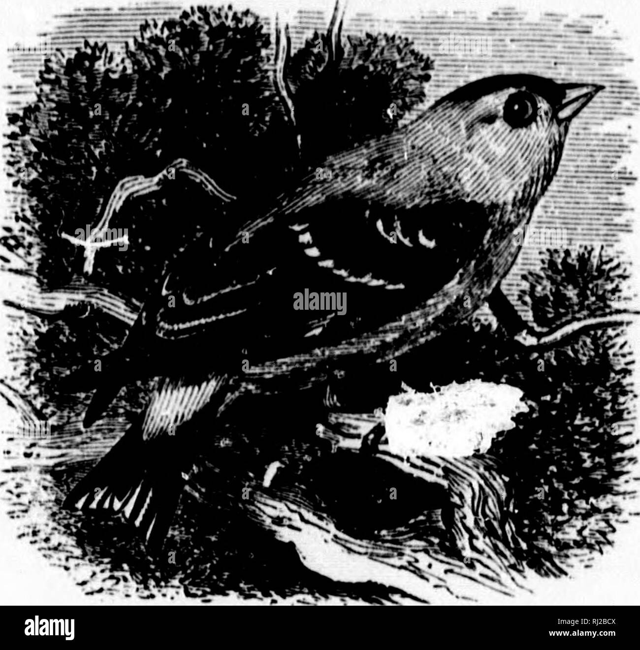 . Ein beliebtes Handbuch der Ornithologie des östlichen Nordamerika [microform]. Ornithologie; Vogelkunde; Vögel; Vögel; Ornithologie; Ornithologie; Oiseaux; Oiseaux. w. AMERICAN GOLDFINCH. YELLOW BIRD. THISTLE VOGEL. THISTLE FINCH. Wilde Kanarienvogel. Spinus tristis. Char. Männliche im Sommer: Helle gamboge Gelb; Krone, Flügel und Schwanz schwarz; obere und unter Schwanz - deckfedern, Flügel und Schwanz Markierungen, weiß. Im Winter das Männchen das Weibchen ähnelt, zwar mit weniger Oliven Farbton. Frau: Oben, olive Braun; Unten, blasser oder gelblich; Stirn mit-out Schwarz, Flügel und Schwanz viel anders als in der männlichen. Metalldampflampen Stockfoto