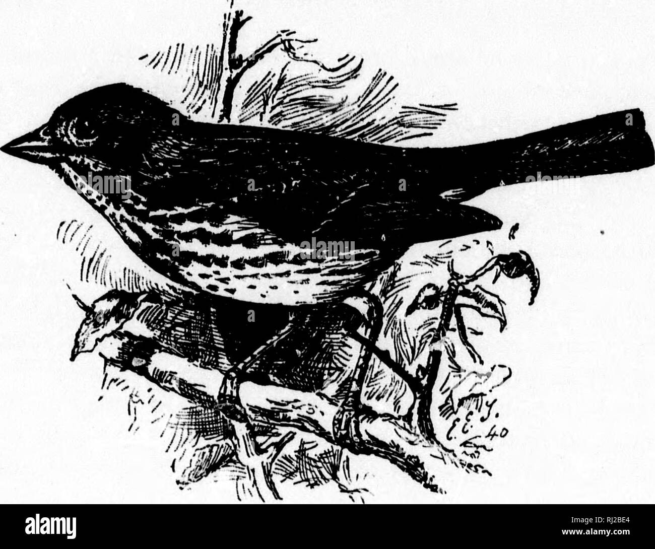 . Ein beliebtes Handbuch der Ornithologie des östlichen Nordamerika [microform]. Ornithologie; Vogelkunde; Vögel; Vögel; Ornithologie; Ornithologie; Oiseaux; Oiseaux. FOX SPATZ. Passepelia iliaca. Char oben, foxy Rot (hellste auf Flügel und Rumpf) gestreift^ ith Asche (im Winter die Asche manchmal unklar ist); Kopf und Schwanz ohne Farbstreifen; Flügel mit zwei weißen Balken, unten, weiß mit roten beschmutzt - Länge ca. 7 Zoll. Nest. Inmitten von Moos, oder auf eine niedrige Bush; bestehend aus Gras und Moos, gesäumt mit Gras, Wurzeln, und Federn. ^g^^' 4-5! Weiß mit grünen oder blauen Tönung, beschmutzt und mit brovn o gestromt Stockfoto