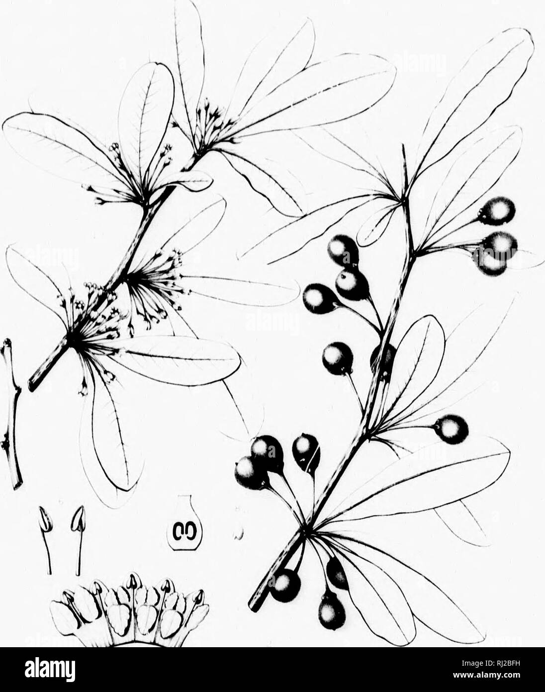 . Die Silva von Nordamerika [microform]: Eine Beschreibung der Bäume, die natürlich in Nordamerika exklusive von Mexiko wächst. Bäume; Bäume; Dicotyledons; Arbres; Arbres; Dicotylédones. 'J -^^-^p% BUMEI. IA TENAX. Bitte beachten Sie, dass diese Bilder sind von der gescannten Seite Bilder, die digital für die Lesbarkeit verbessert haben mögen - Färbung und Aussehen dieser Abbildungen können nicht perfekt dem Original ähneln. extrahiert. Sargent, Charles Sprague, 1841-1897; Faxon, Charles Edward, 1846-1918. Boston; New York: Houghton Mifflin, Stockfoto