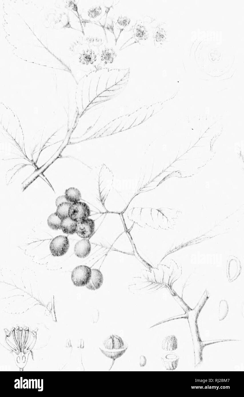 . Die Silva von Nordamerika [microform]: Eine Beschreibung der Bäume, die natürlich in Nordamerika exklusive von Mexiko wächst. Bäume; Bäume; Dicotyledons; Arbres; Arbres; Dicotylédones. Ich. Bitte beachten Sie, dass diese Bilder sind von der gescannten Seite Bilder, die digital für die Lesbarkeit verbessert haben mögen - Färbung und Aussehen dieser Abbildungen können nicht perfekt dem Original ähneln. extrahiert. Sargent, Charles Sprague, 1841-1897; Faxon, Charles Edward, 1846-1918. Boston; New York: Houghton Mifflin, Stockfoto