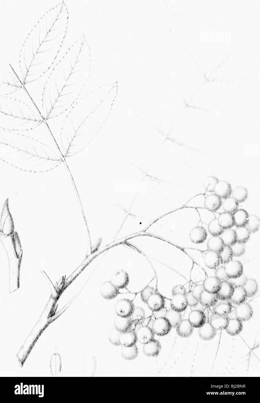 . Die Silva von Nordamerika [microform]: Eine Beschreibung der Bäume, die natürlich in Nordamerika exklusive von Mexiko wächst. Bäume; Bäume; Dicotyledons; Arbres; Arbres; Dicotylédones. drehen. 1,- 11 ii i 4. Bitte beachten Sie, dass diese Bilder sind von der gescannten Seite Bilder, die digital für die Lesbarkeit verbessert haben mögen - Färbung und Aussehen dieser Abbildungen können nicht perfekt dem Original ähneln. extrahiert. Sargent, Charles Sprague, 1841-1897; Faxon, Charles Edward, 1846-1918. Boston; New York: Houghton Mifflin, Stockfoto