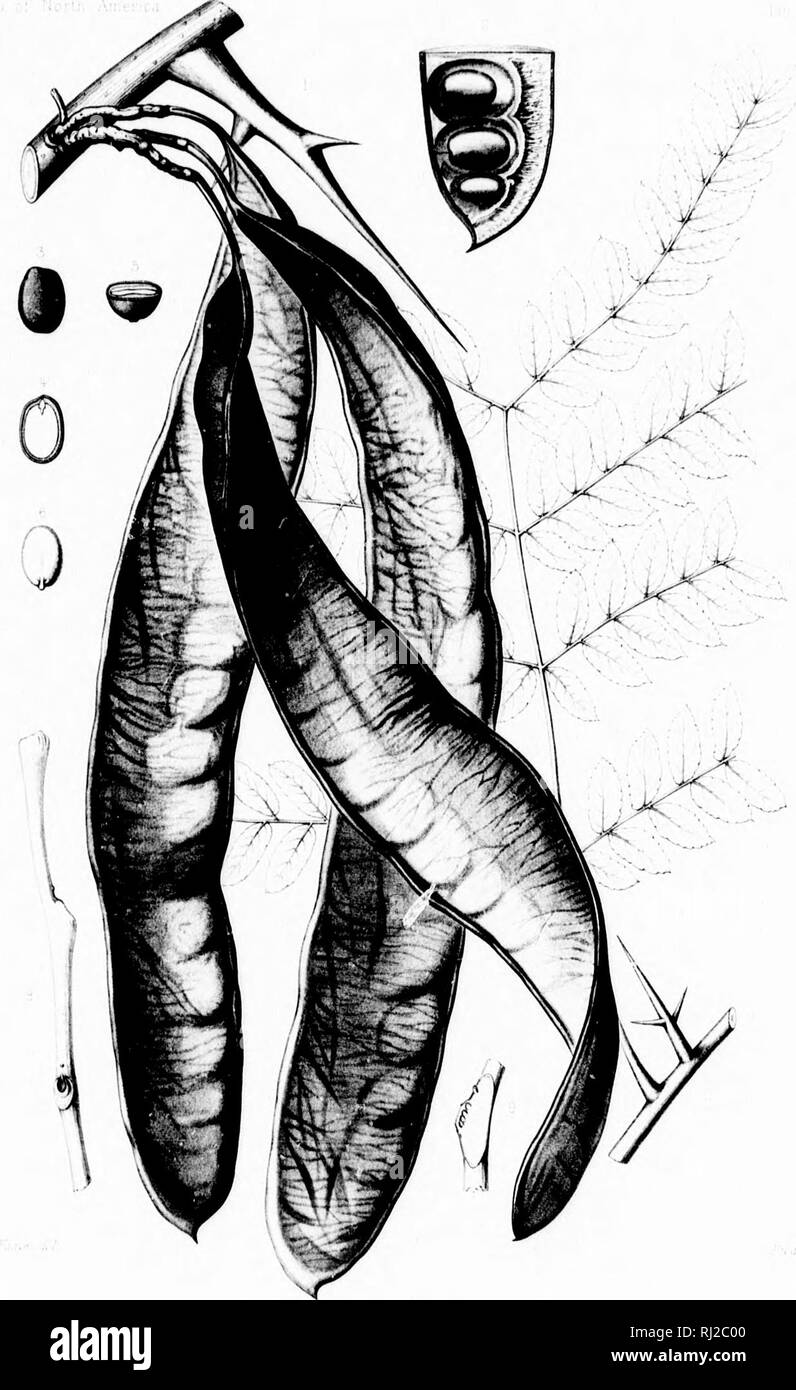. Die Silva von Nordamerika [microform]: Eine Beschreibung der Bäume, die natürlich in Nordamerika exklusive von Mexiko wächst. Bäume; Bäume; Dicotyledons; Arbres; Arbres; DicotylÃ © dones. &Lt;â¢â¢ * h i 'i' 111 GLEDITSIA TRIACANTHOS â¢â; / Ich." /,,,.'. Bitte beachten Sie, dass diese Bilder sind von der gescannten Seite Bilder, die digital für die Lesbarkeit verbessert haben mögen - Färbung und Aussehen dieser Abbildungen können nicht perfekt dem Original ähneln. extrahiert. Sargent, Charles Sprague, 1841-1897; Faxon, Charles Edward, 1846-1918. Boston; New York: Houghton Mifflin, Stockfoto